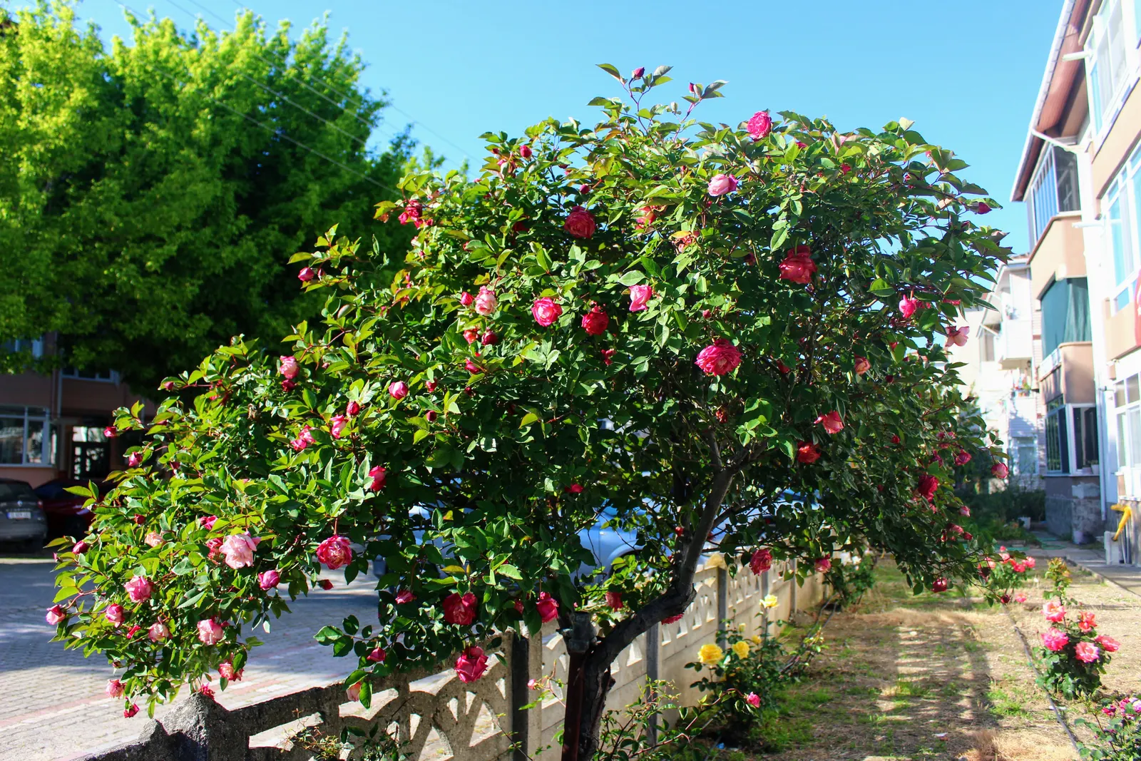 Japanese Camellia (Camellia Japonica) — they reach a mature height and width of about 6 to 12 feet; <br><br>Ideally suited for USDA hardiness zones, image 112