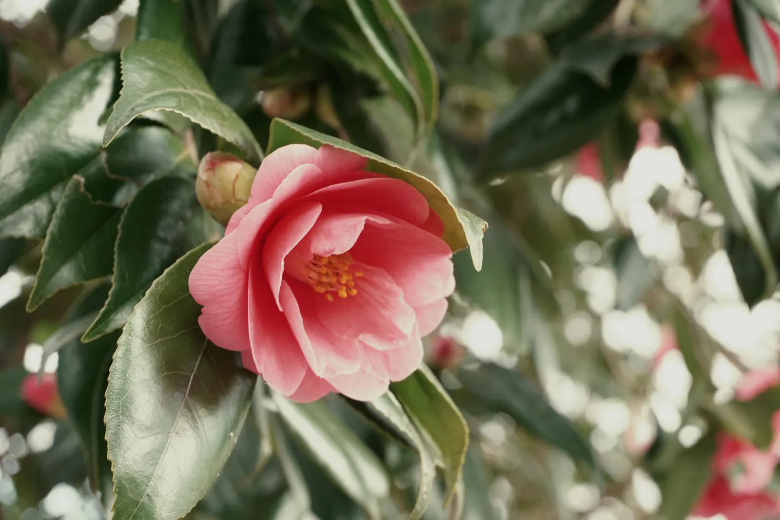 Japanese Camellia (Camellia Japonica) — the Japanese Camellia requires a sheltered position away from harsh winds; shrub with multi-colored and pink and white