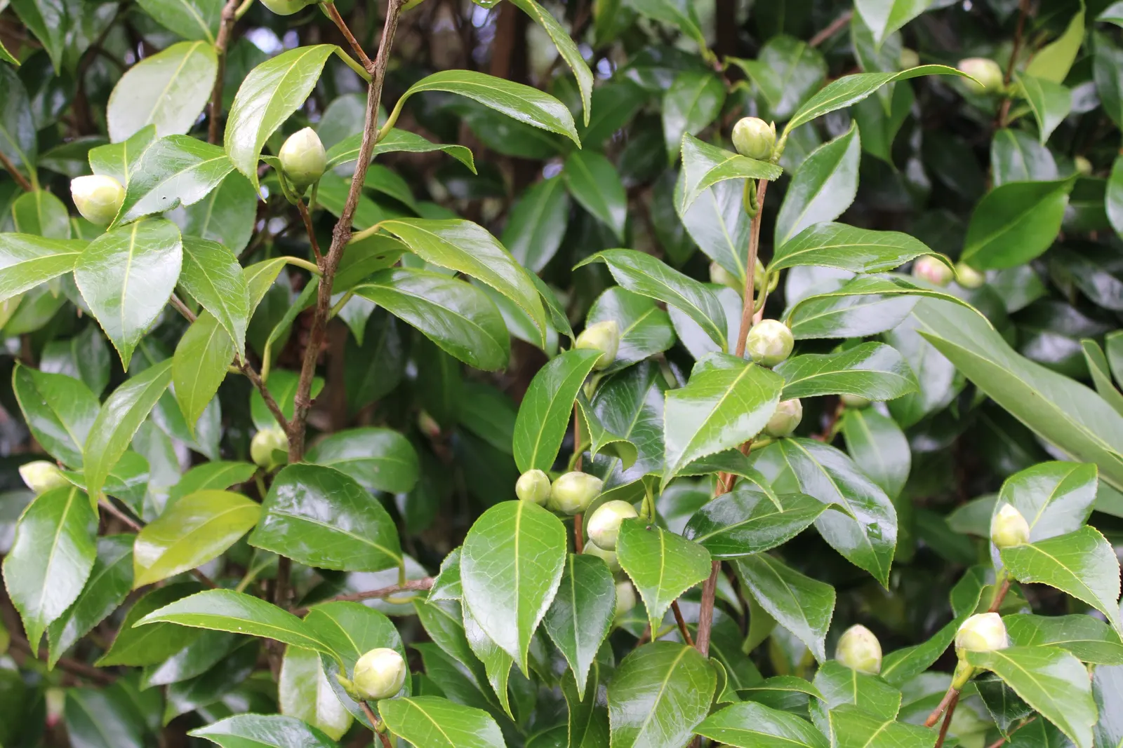 Japanese Camellia (Camellia Japonica) — although some cultivars can attain a height of up to 20 feet under optimal conditions; avoidance of, image 113