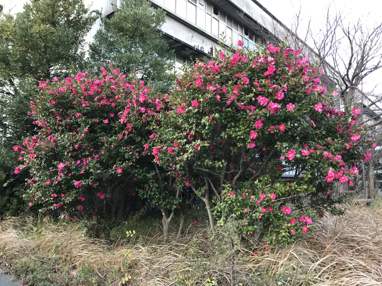 Japanese Camellia (Camellia Japonica) — with some varieties boasting variegated or streaked petals; providing a visual feast from late winter through spring