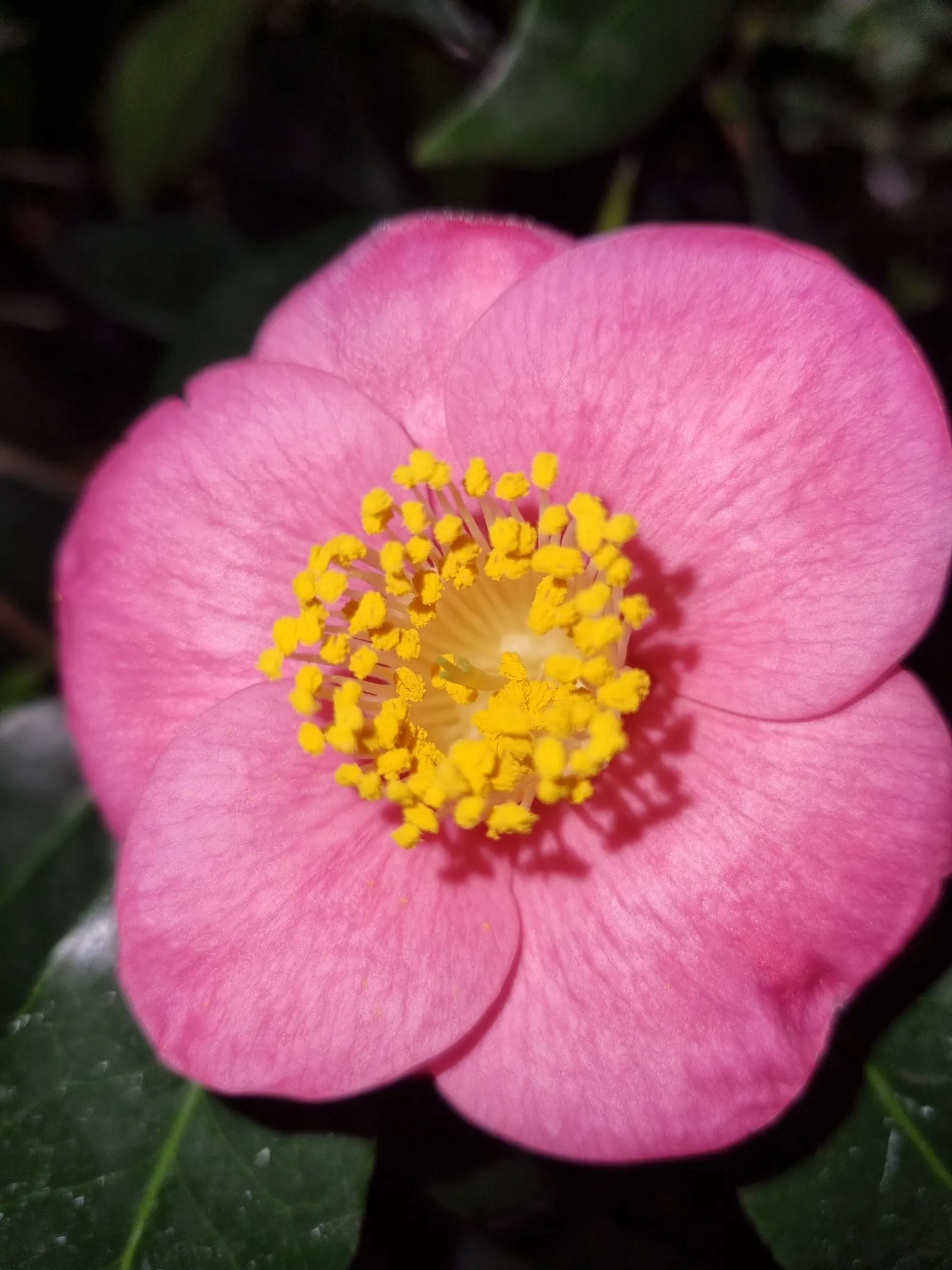 Japanese Camellia (Camellia Japonica) — <br><br>For the client to ensure the health and beauty of their Camellia japonica; it features large, image 66
