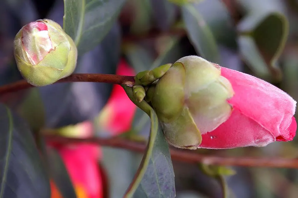 Japanese Camellia (Camellia Japonica) — multi-colored and pink and white flowers in the garden