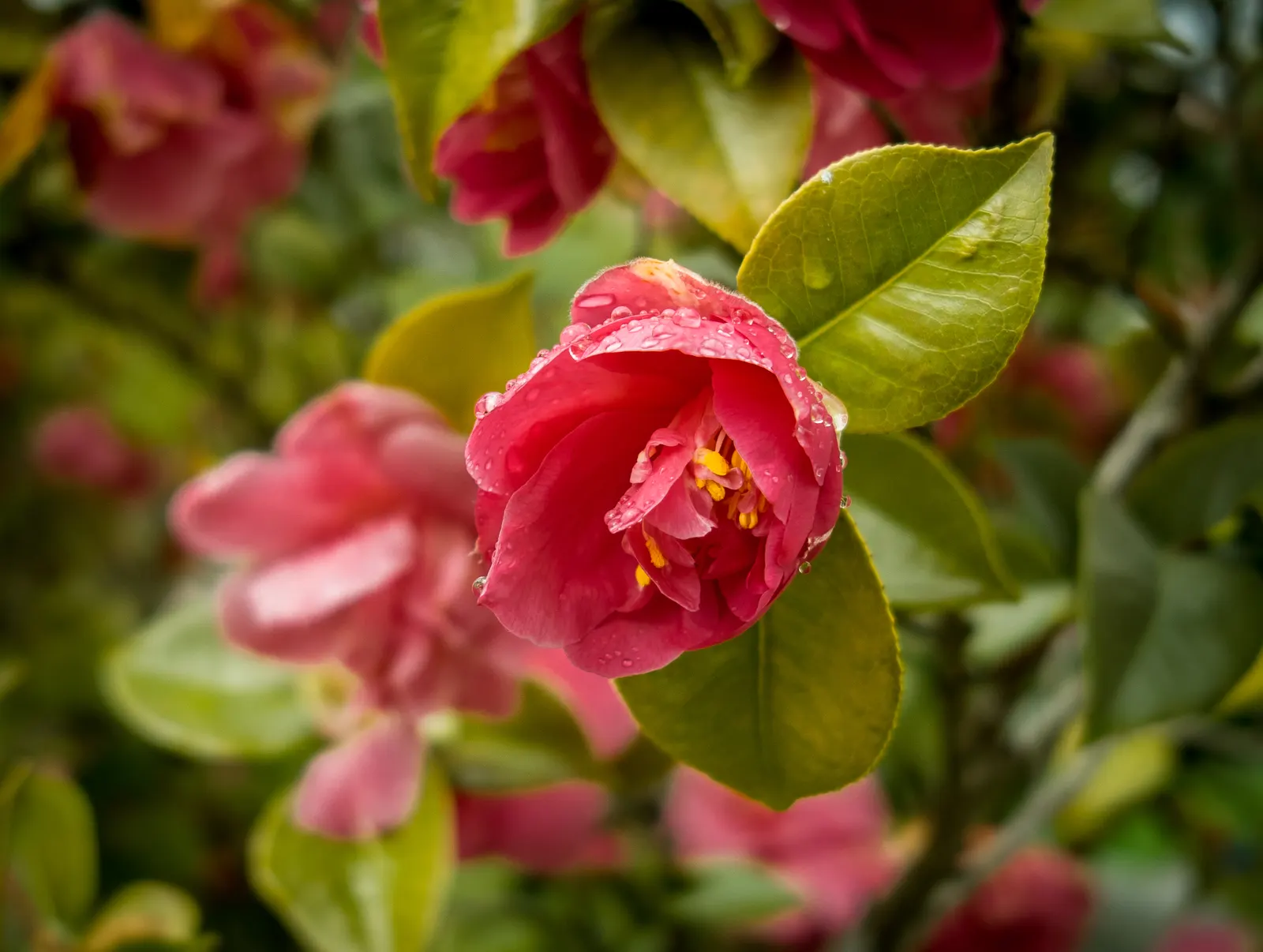 Japanese Camellia (Camellia Japonica) — Preferring partial shade, it thrives in well-drained, acidic soil, and matures to 6-12 feet tall and wide; camellia