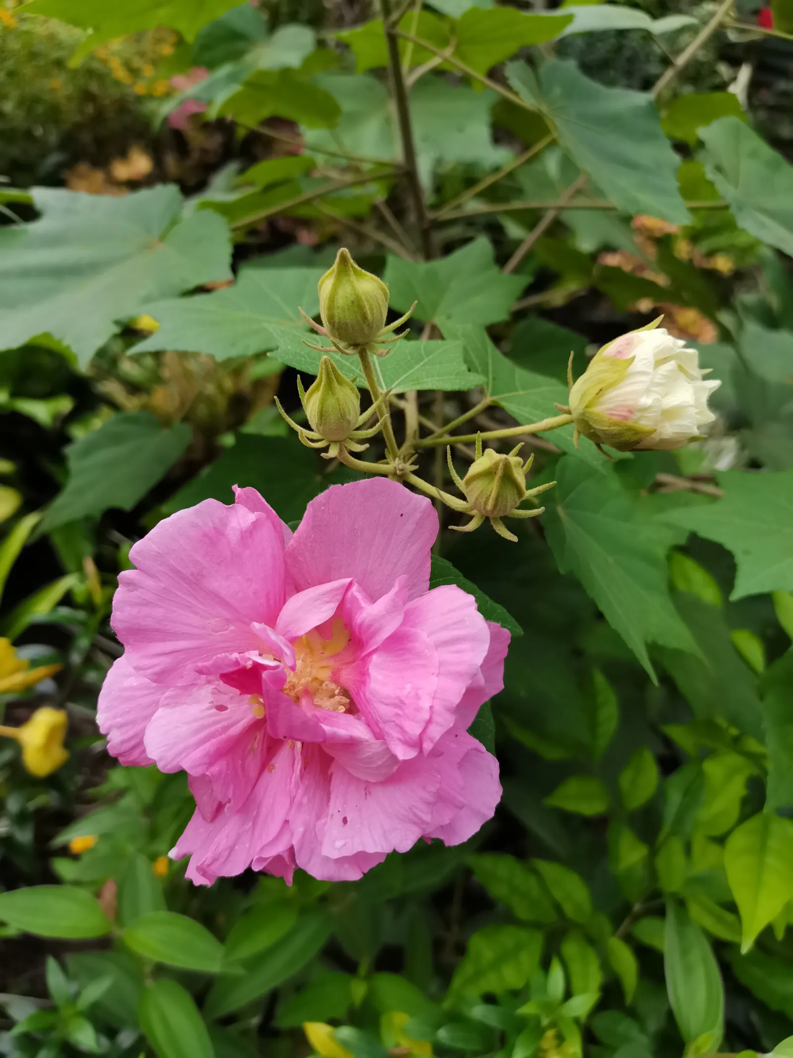 Japanese Camellia (Camellia Japonica) — <br><br>For the client to ensure the health and beauty of their Camellia japonica; it features large flowers in hues of