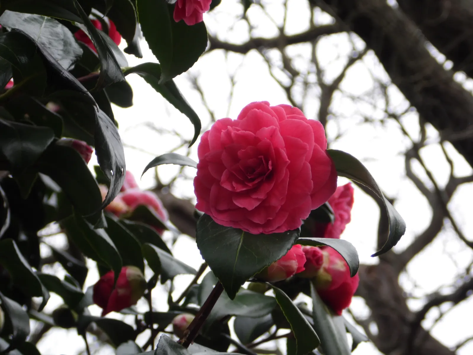 Japanese Camellia (Camellia Japonica) — shrub with multi-colored and pink and white blooms; the Japanese Camellia requires a sheltered position away from harsh