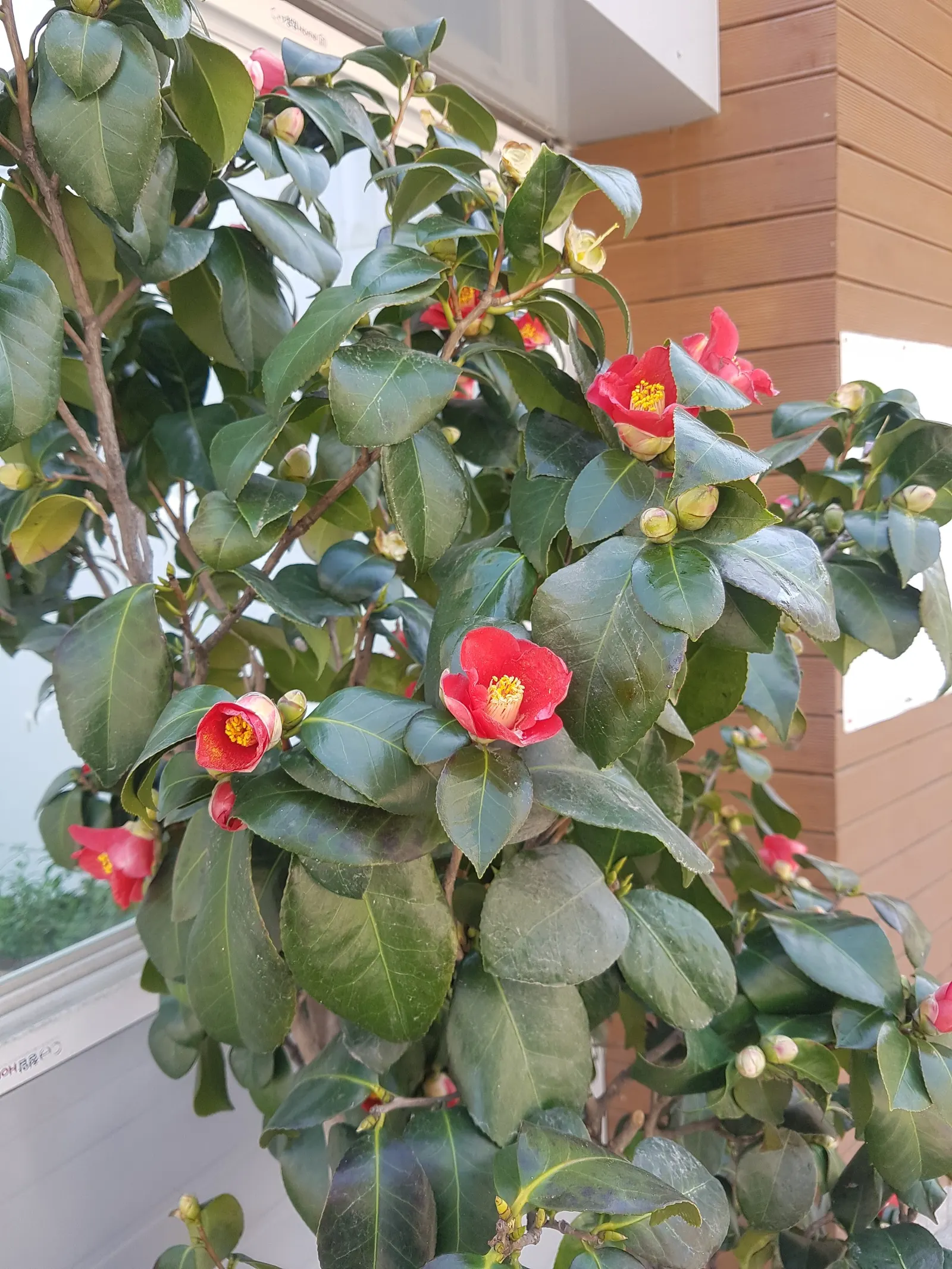 Japanese Camellia (Camellia Japonica) — Preferring partial shade, it thrives in well-drained, acidic soil, and matures to 6-12 feet tall and wide