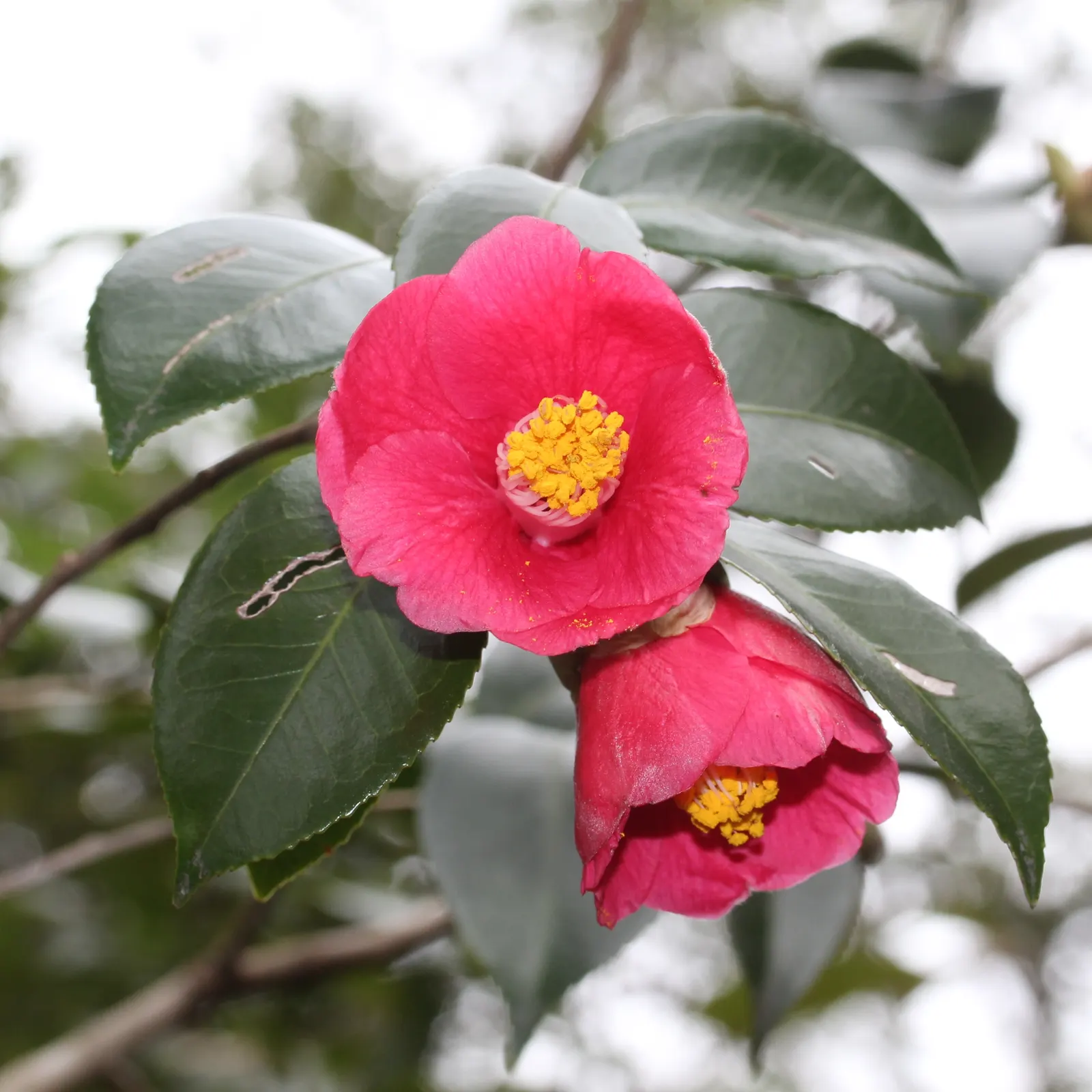 Japanese Camellia (Camellia Japonica) — Renowned for its showy winter to spring blooms
