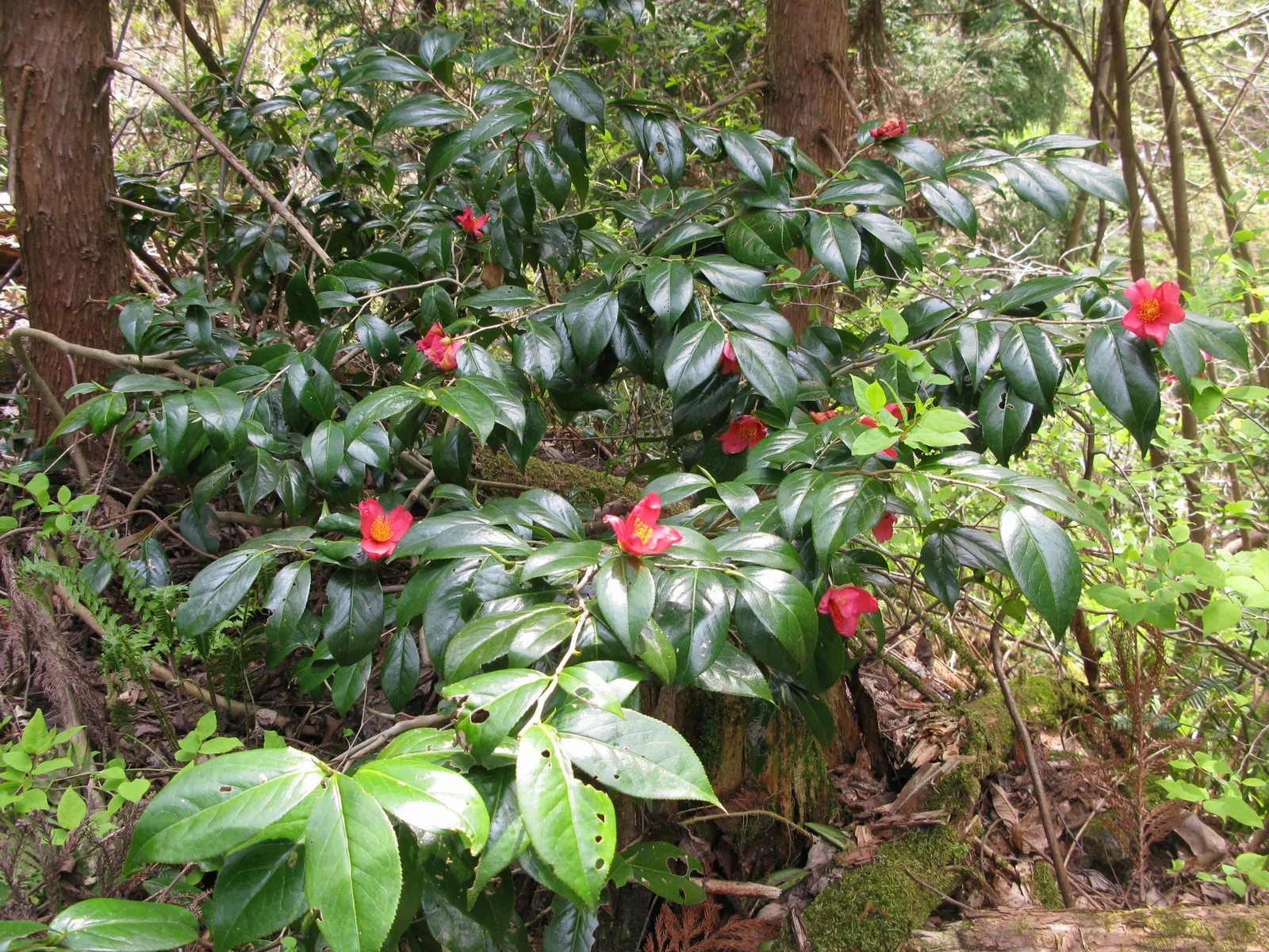 Japanese Camellia (Camellia Japonica) — it features large flowers in hues of pink; <br><br>For the client to ensure the health and beauty of their, image 123