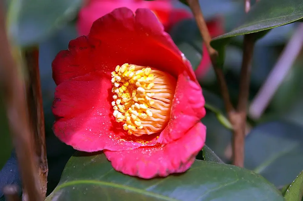 Japanese Camellia (Camellia Japonica) — where they can receive partial to full shade; typically about 2 to 4 inches long