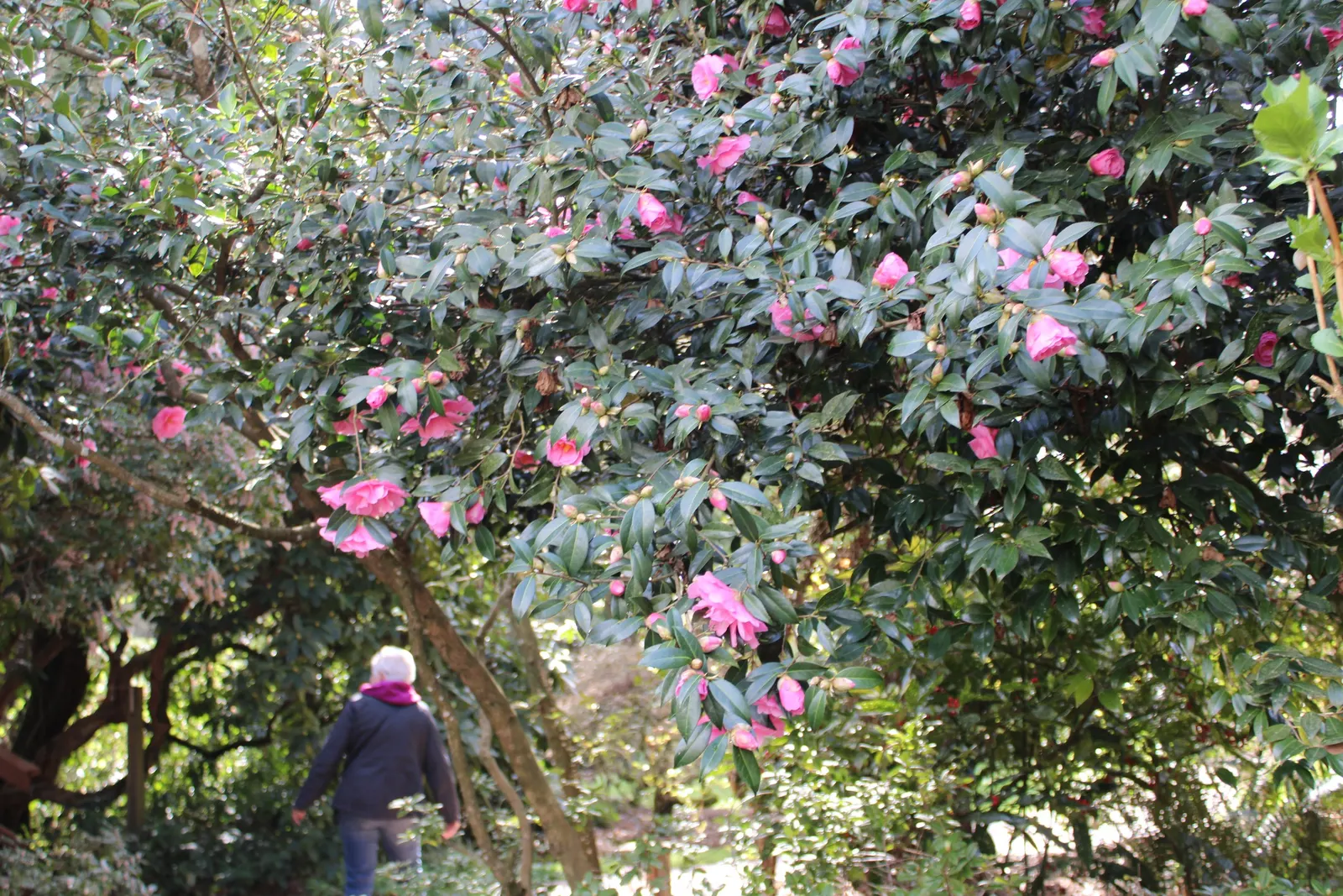 Japanese Camellia (Camellia Japonica) — multi-colored and pink and white flowers in the garden; provide a lush backdrop for the flowers, image 94