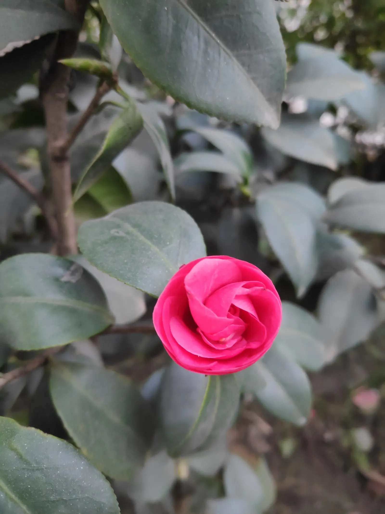 Japanese Camellia (Camellia Japonica) — which range in color from pure white to deep red; ideal for formal landscapes and woodland gardens, it, image 56