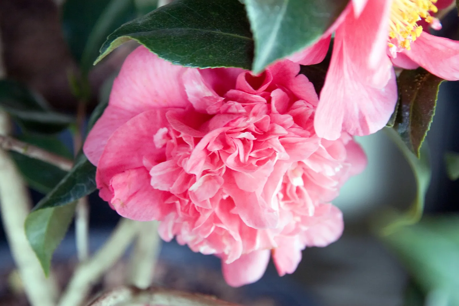 Japanese Camellia (Camellia Japonica) — averaging 3 to 5 inches in diameter