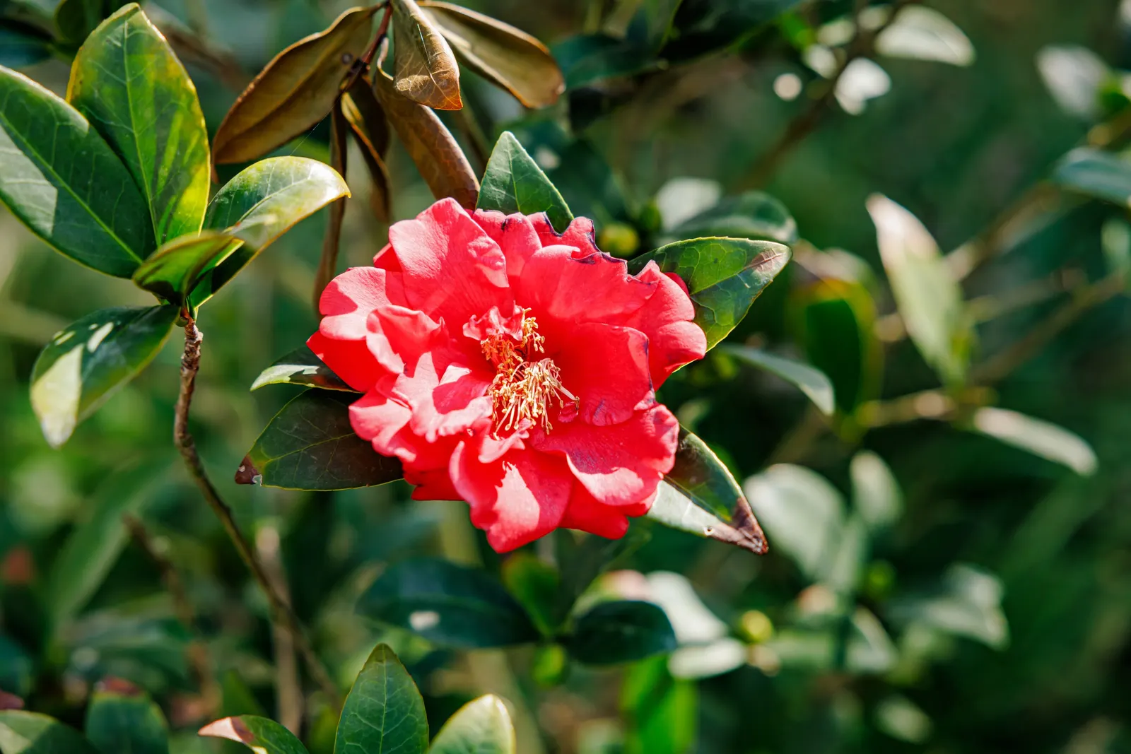 Japanese Camellia (Camellia Japonica) — providing a visual feast from late winter through spring; with some varieties boasting variegated or, image 84