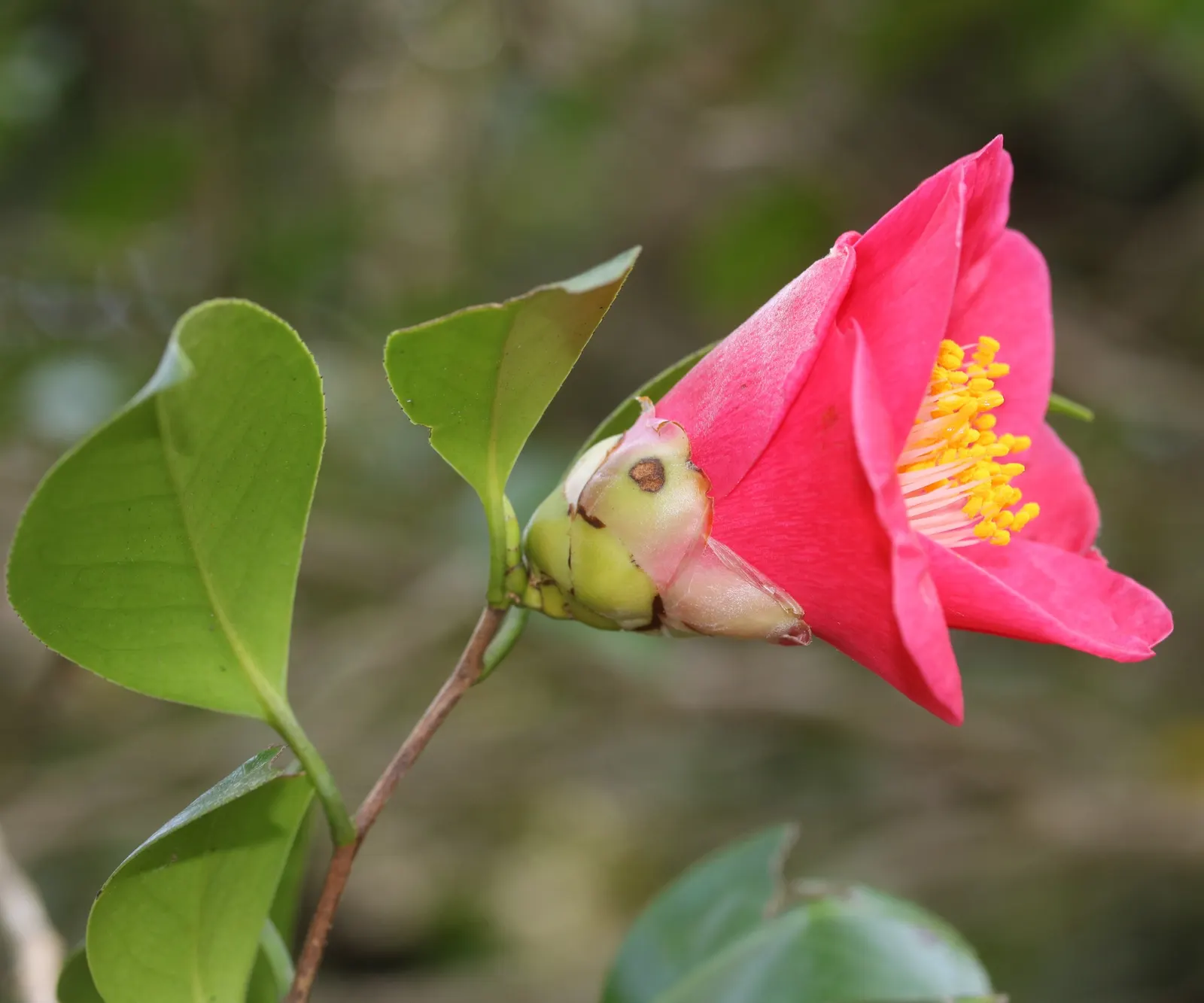 Japanese Camellia (Camellia Japonica) — shrub with multi-colored and pink and white blooms; the Japanese Camellia requires a sheltered position, image 71