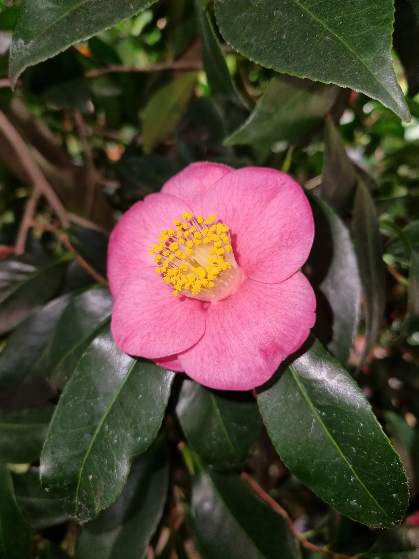 Japanese Camellia (Camellia Japonica) — Camellia japonica, or Japanese Camellia, is an evergreen shrub boasting glossy, dark green leaves; preferring partial