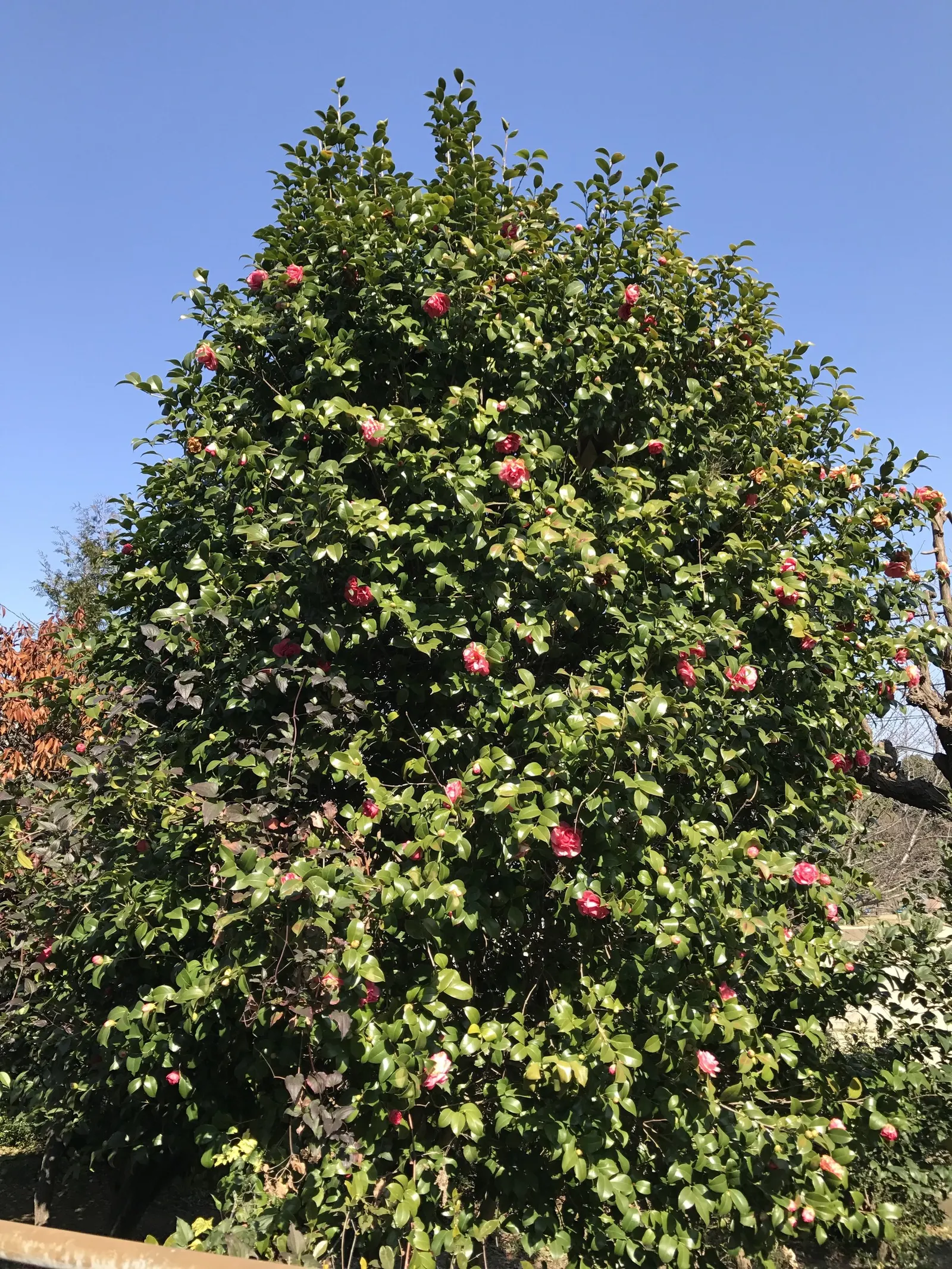 Japanese Camellia (Camellia Japonica) — avoidance of overhead irrigation to prevent petal blight; although some cultivars can attain a height of up, image 68