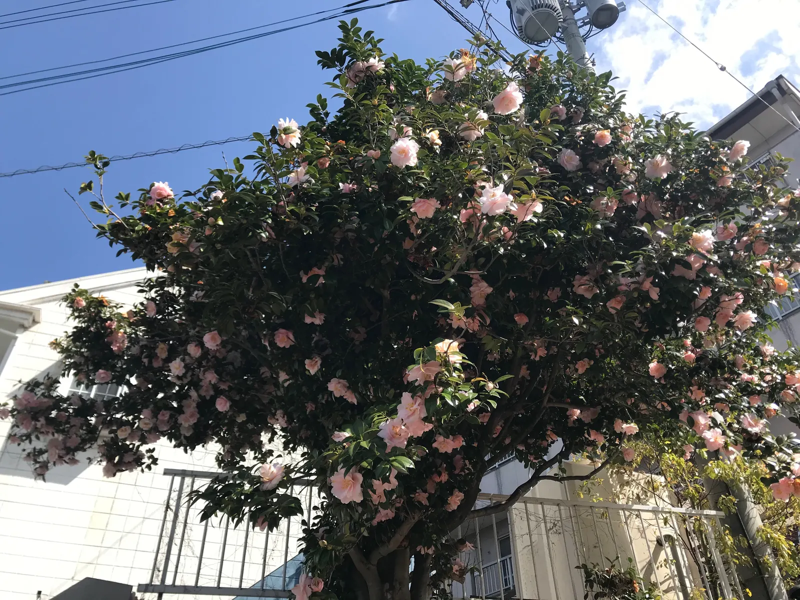 Japanese Camellia (Camellia Japonica) — typically about 2 to 4 inches long; where they can receive partial to full shade, image 54