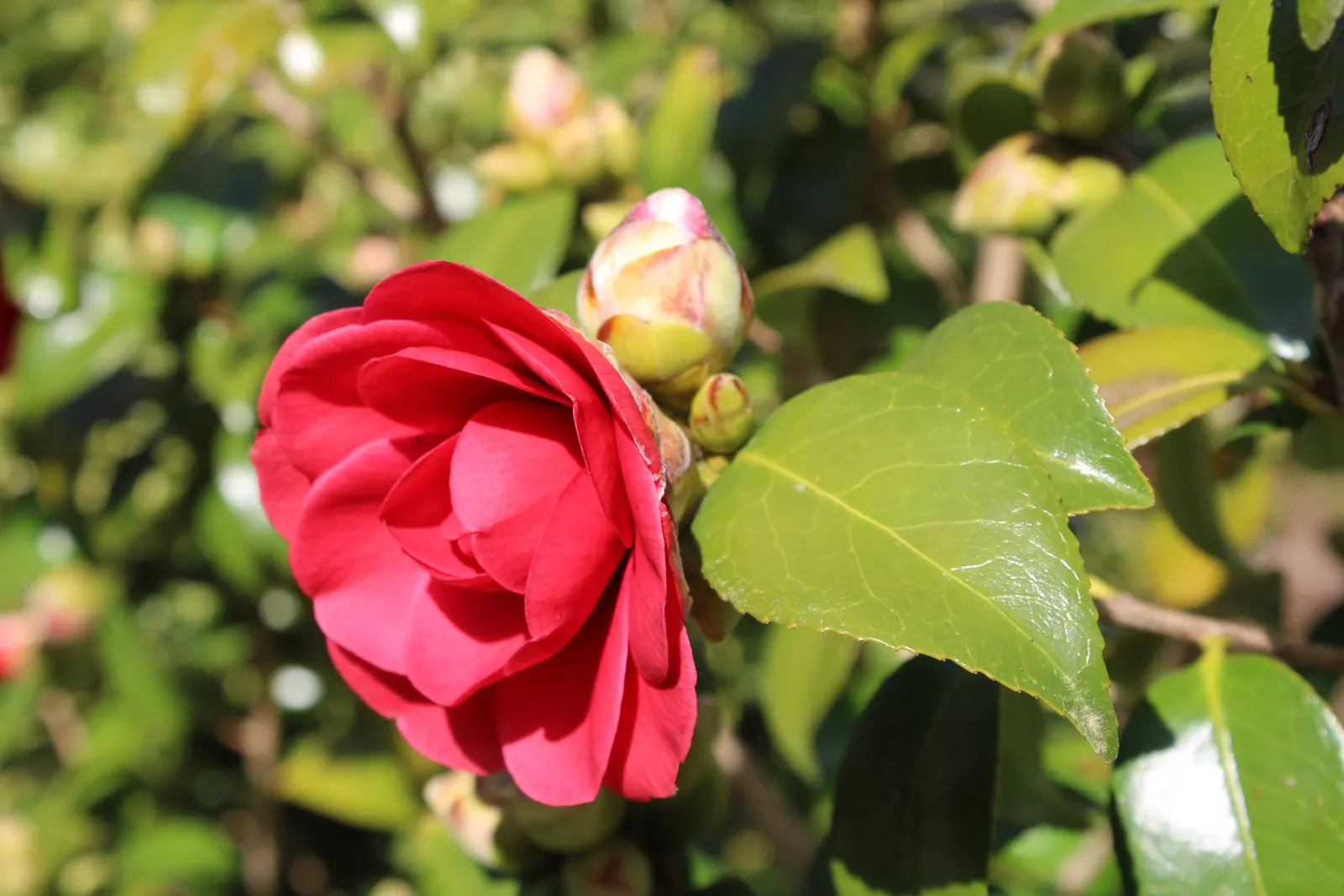 Japanese Camellia (Camellia Japonica) — which range in color from pure white to deep red; ideal for formal landscapes and woodland gardens, it, image 128