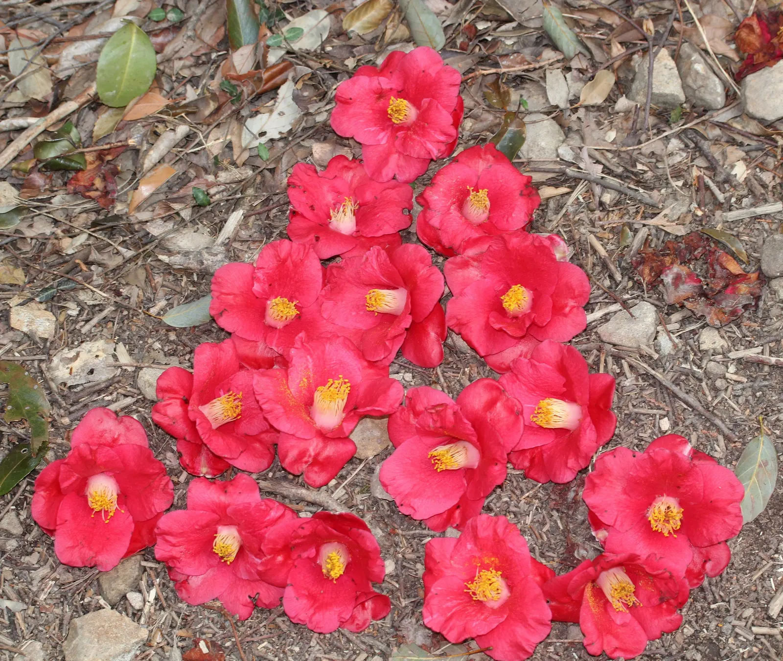 Japanese Camellia (Camellia Japonica) — regular watering during dry periods; the blooms are large and conspicuous, image 91