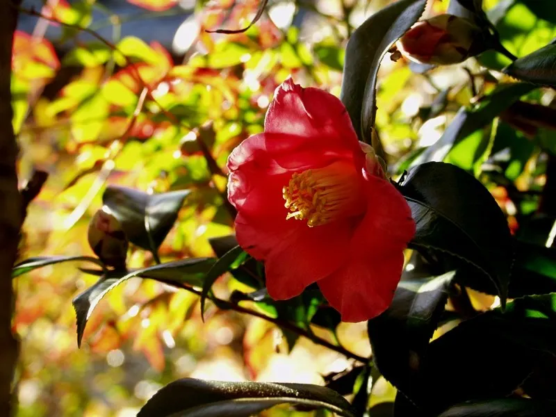 Japanese Camellia (Camellia Japonica) — and minimal pruning to shape the plant or remove dead and damaged wood are recommended; shrub for half or, image 93