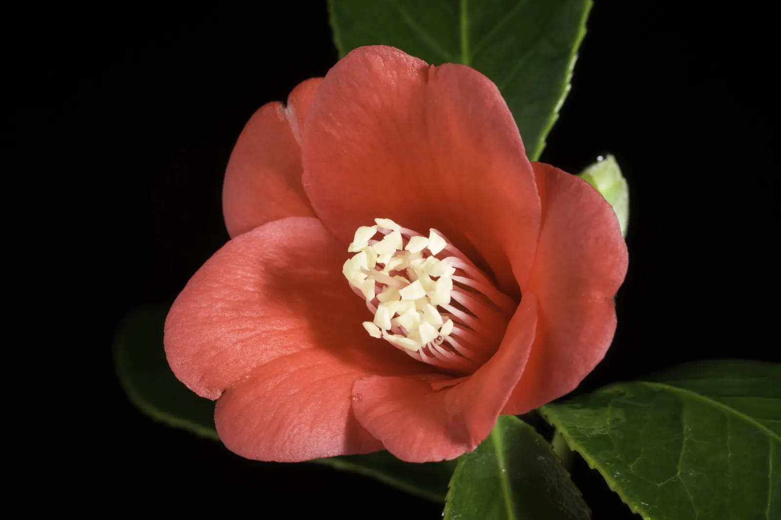 Japanese Camellia (Camellia Japonica) — averaging 3 to 5 inches in diameter; renowned for its showy winter to spring blooms