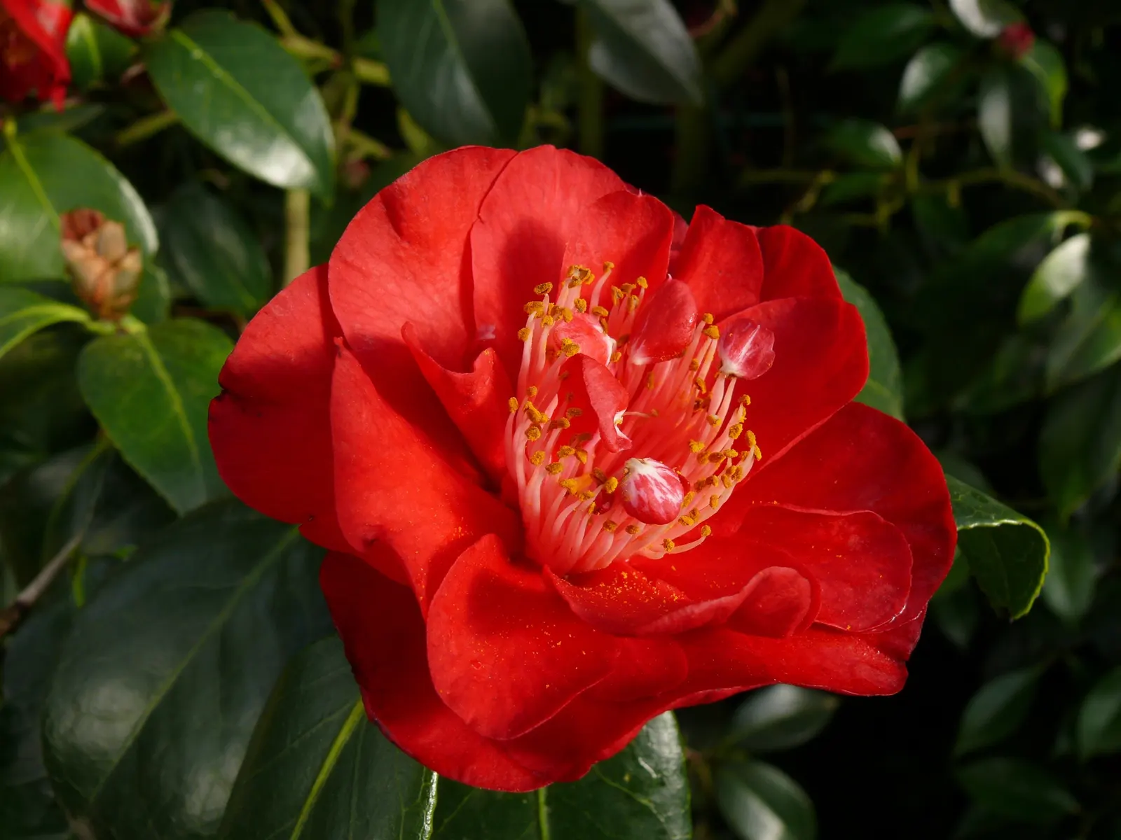 Japanese Camellia (Camellia Japonica) — <br><br>Ideally suited for USDA hardiness zones 7 through 9; they reach a mature height and width of about, image 109