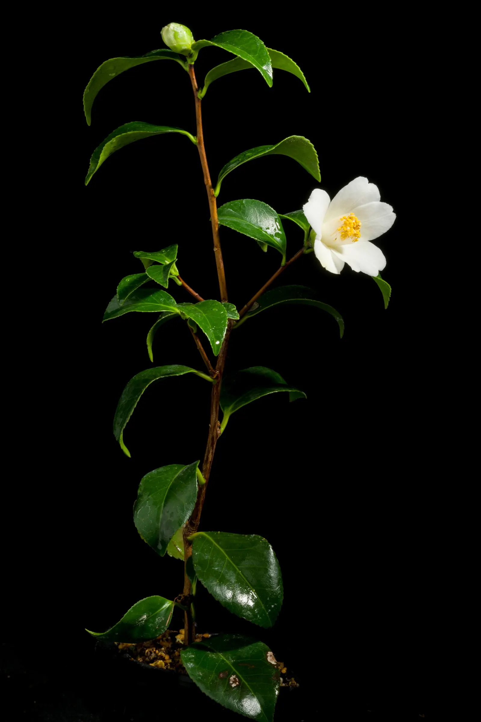 Japanese Camellia (Camellia Japonica) — Camellia japonica, or Japanese Camellia, is an evergreen shrub boasting glossy, dark green leaves