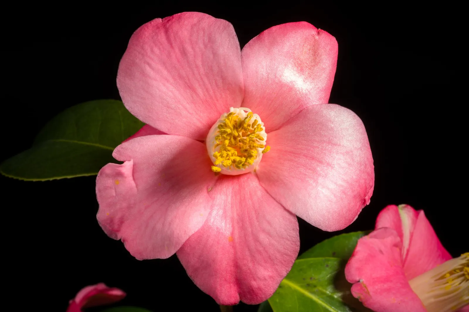 Japanese Camellia (Camellia Japonica) — <br><br>For the client to ensure the health and beauty of their Camellia japonica; it features large, image 90