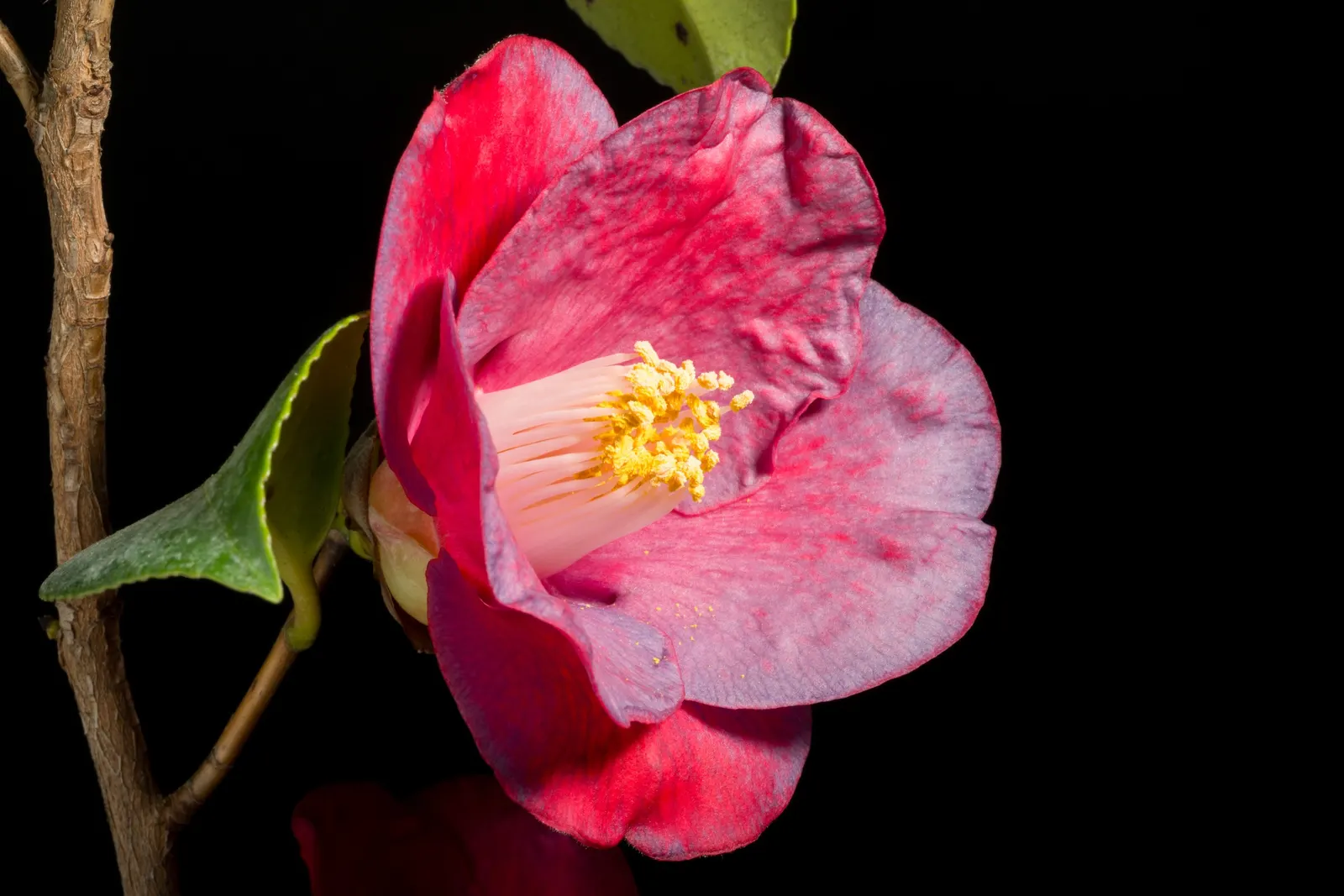 Japanese Camellia (Camellia Japonica) — Renowned for its showy winter to spring blooms; averaging 3 to 5 inches in diameter, image 122