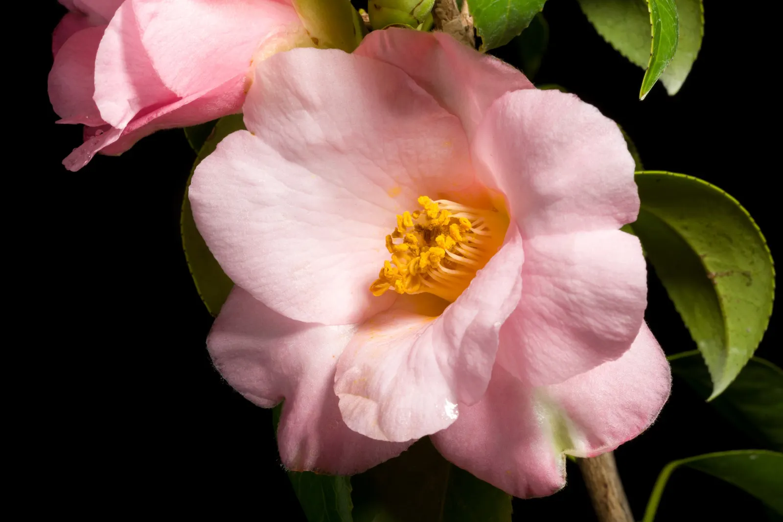 Japanese Camellia (Camellia Japonica) — averaging 3 to 5 inches in diameter; renowned for its showy winter to spring blooms, image 83