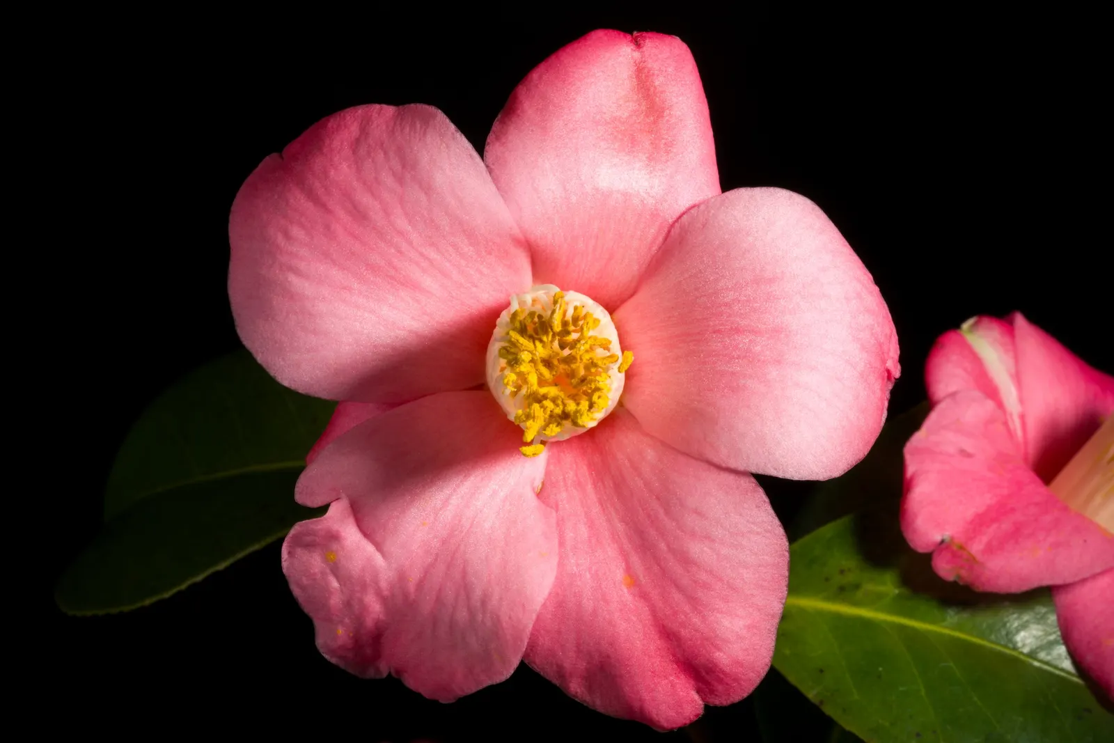 Japanese Camellia (Camellia Japonica) — The blooms are large and conspicuous; regular watering during dry periods, image 130