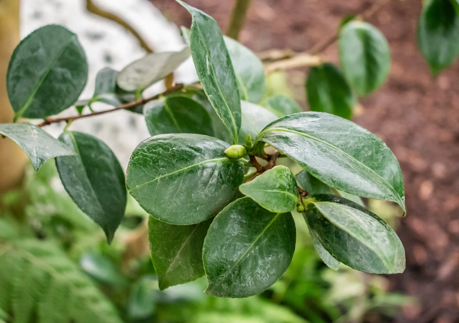 Japanese Camellia (Camellia Japonica) — where they can receive partial to full shade; typically about 2 to 4 inches long, image 111