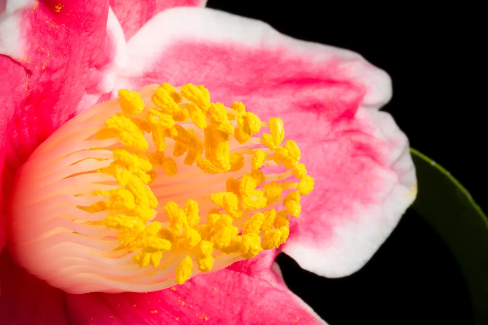 Japanese Camellia (Camellia Japonica) — provide a lush backdrop for the flowers; multi-colored and pink and white flowers in the garden, image 79
