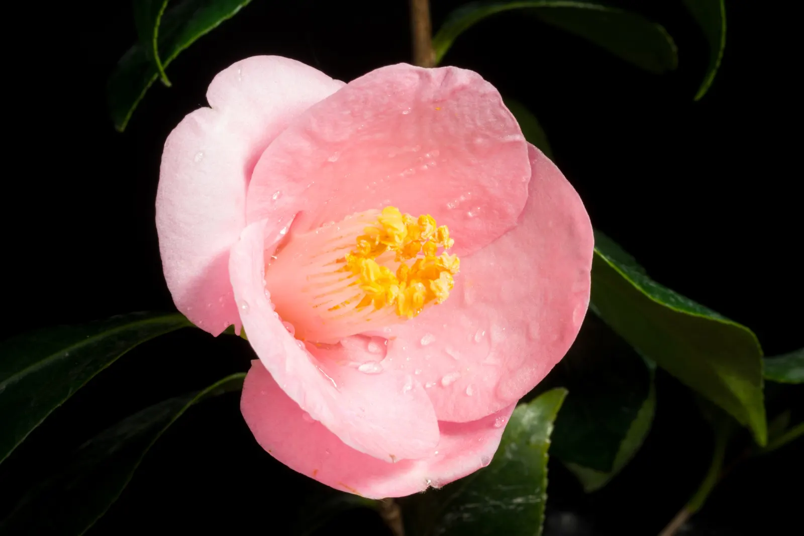 Japanese Camellia (Camellia Japonica) — although some cultivars can attain a height of up to 20 feet under optimal conditions; avoidance of, image 89