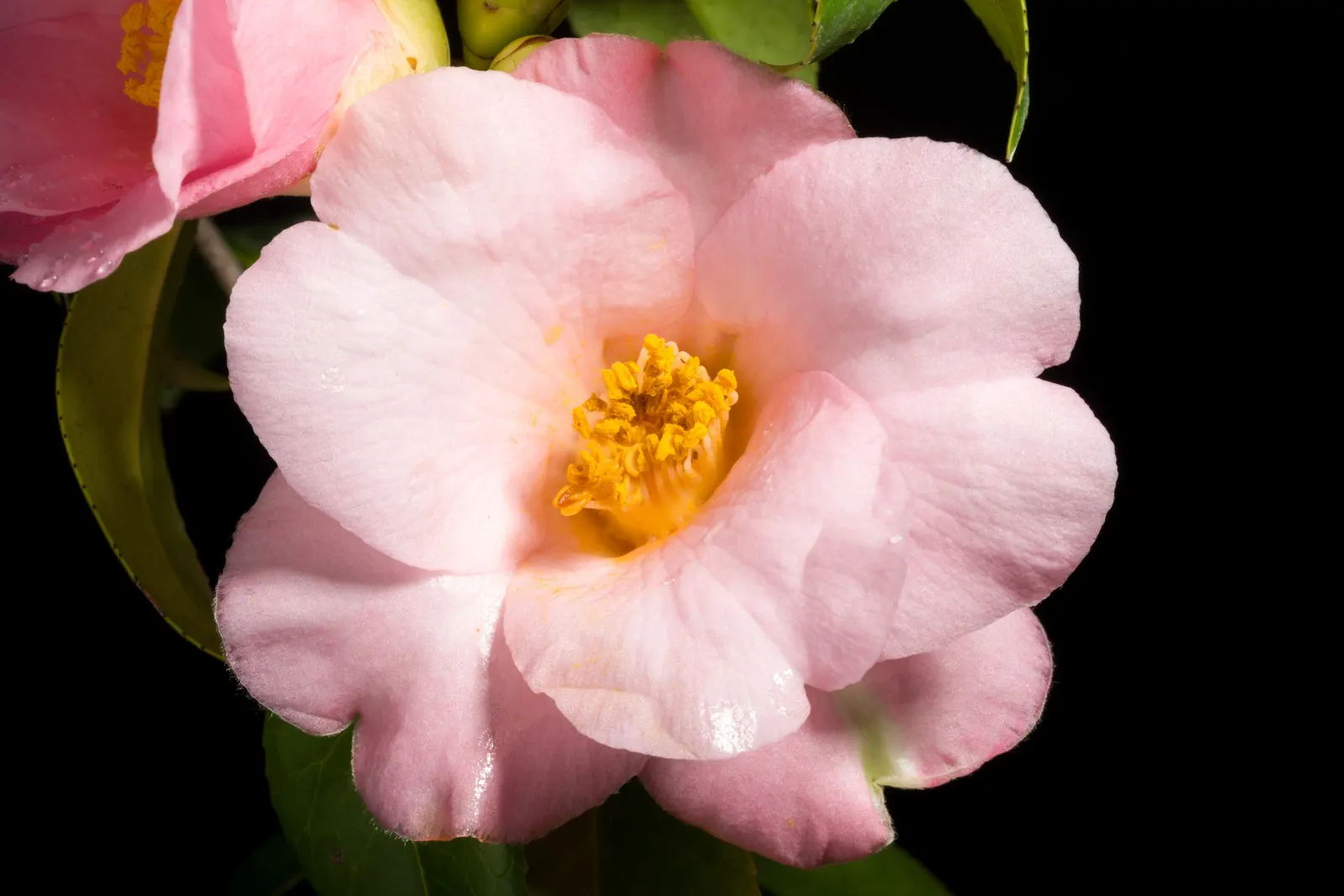 Japanese Camellia (Camellia Japonica) — Renowned for its showy winter to spring blooms; averaging 3 to 5 inches in diameter, image 74