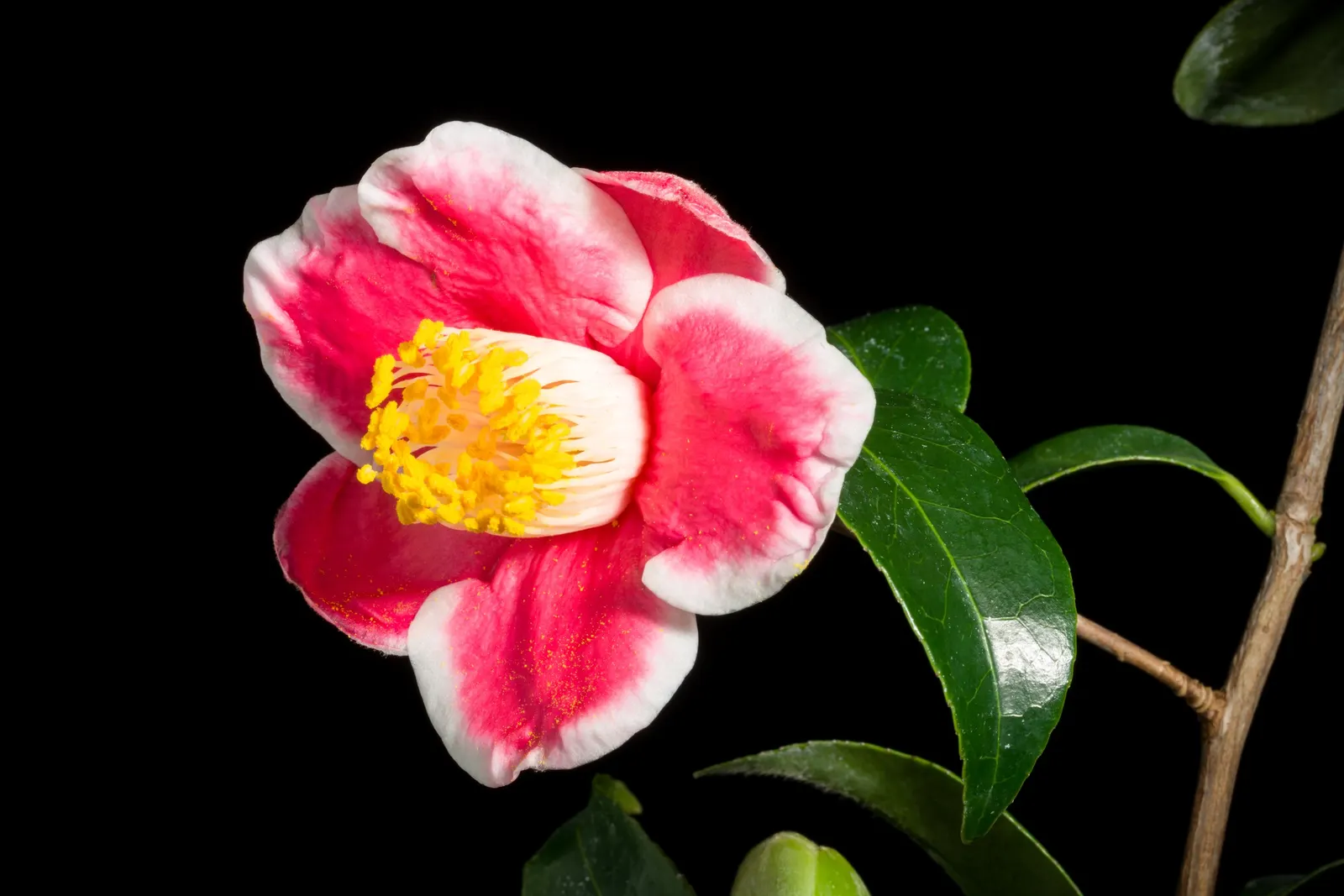 Japanese Camellia (Camellia Japonica) — the Japanese Camellia requires a sheltered position away from harsh winds