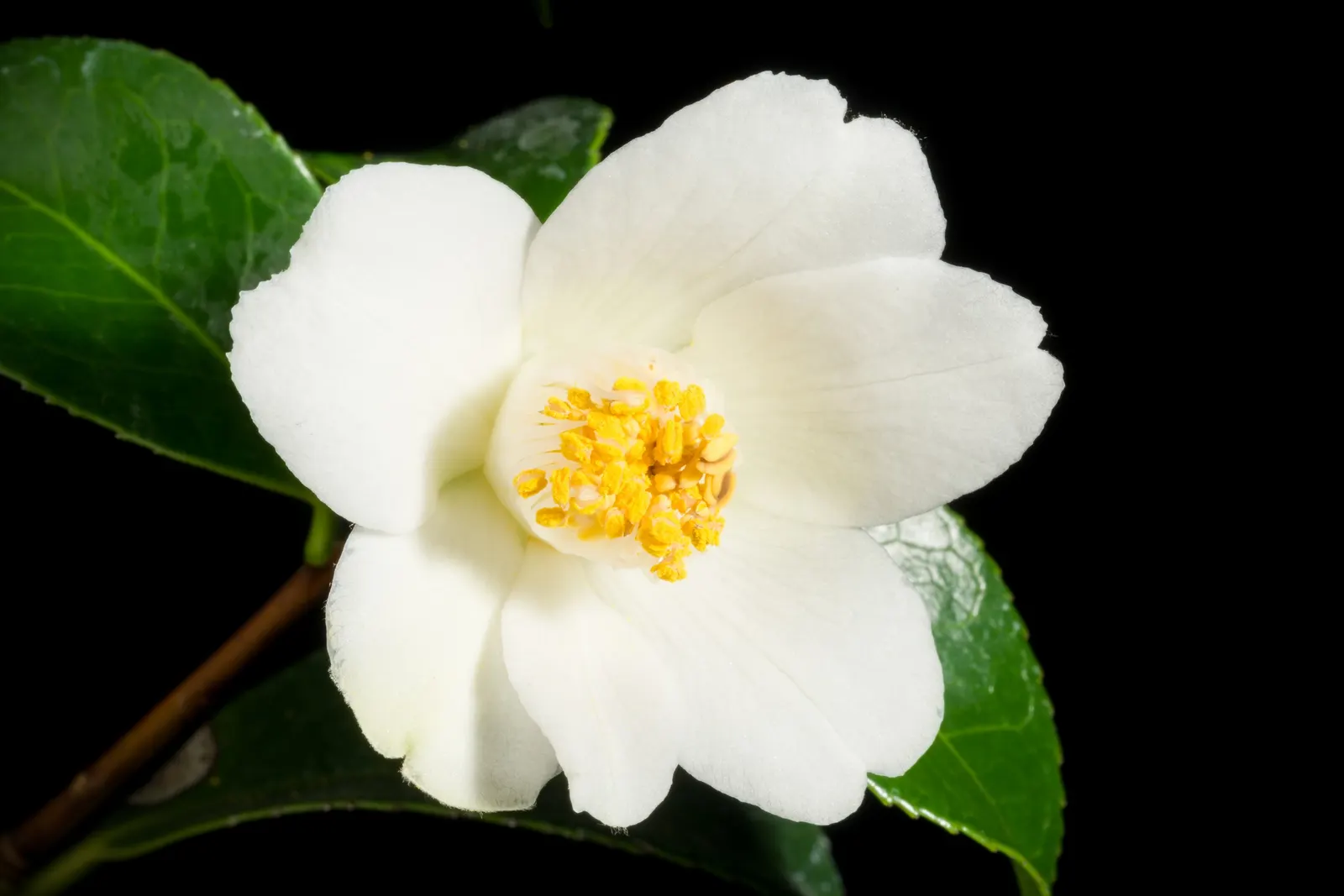 Japanese Camellia (Camellia Japonica) — typically about 2 to 4 inches long; where they can receive partial to full shade, image 102