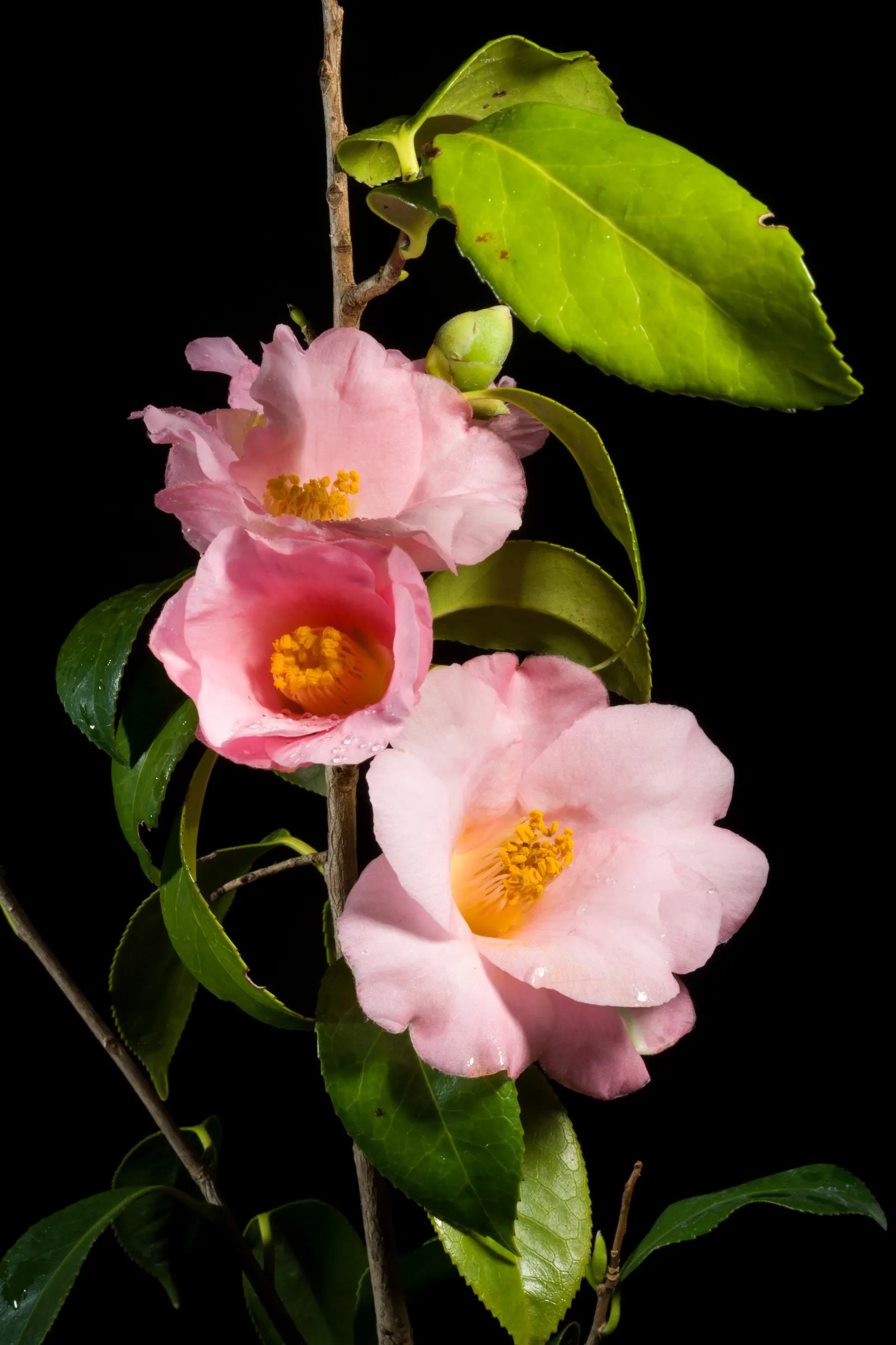 Japanese Camellia (Camellia Japonica) — providing a visual feast from late winter through spring; with some varieties boasting variegated or, image 60