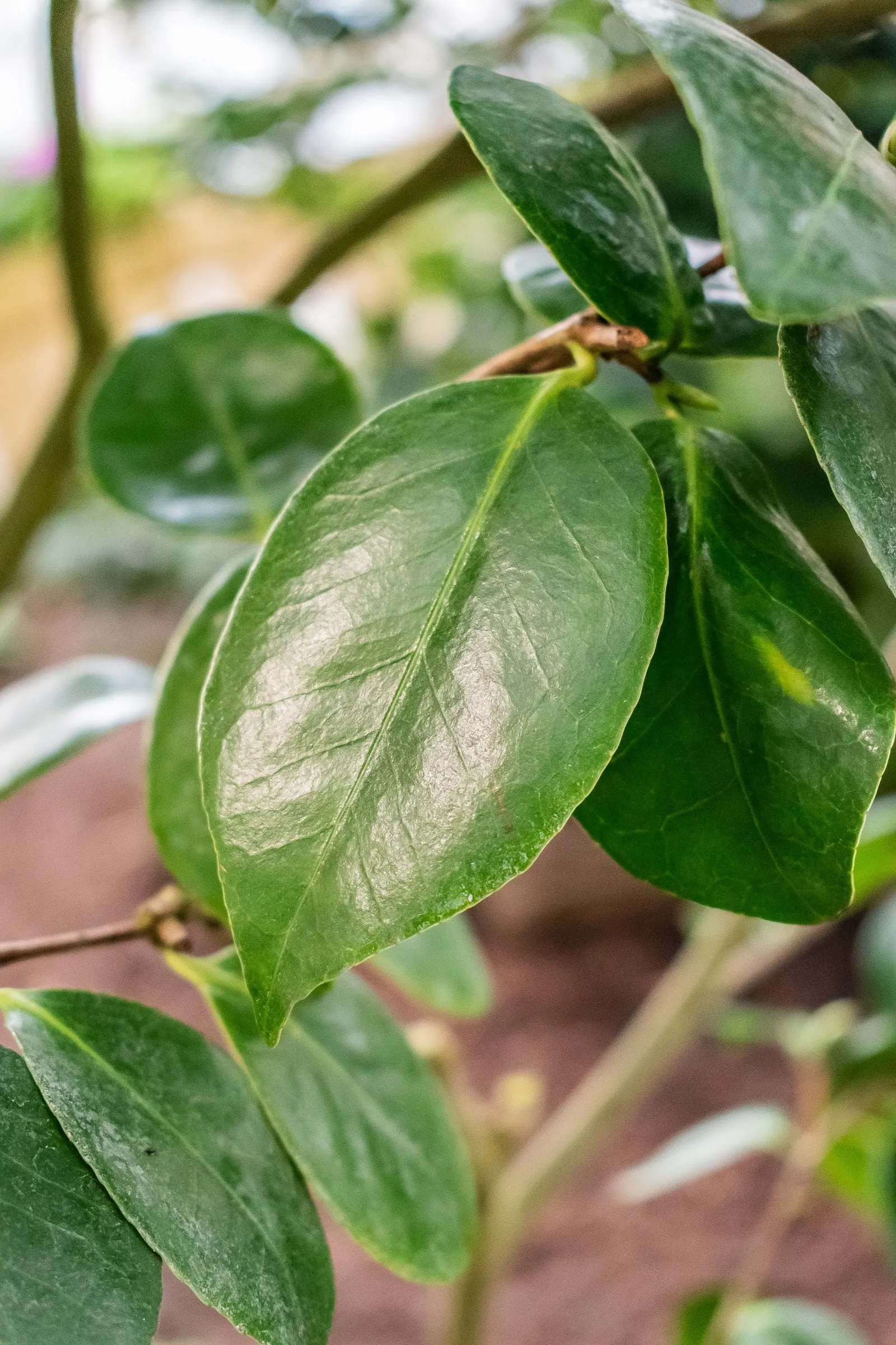 Japanese Camellia (Camellia Japonica) — which range in color from pure white to deep red; ideal for formal landscapes and woodland gardens, it, image 104