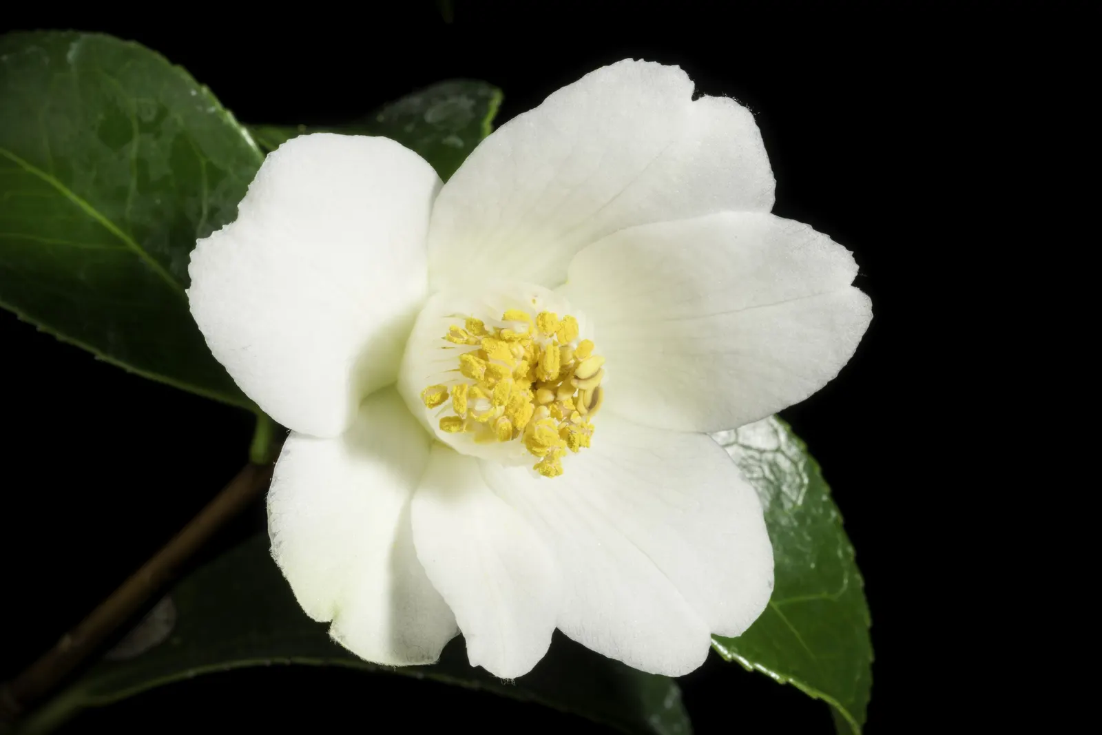 Japanese Camellia (Camellia Japonica) — Renowned for its showy winter to spring blooms; averaging 3 to 5 inches in diameter, image 50