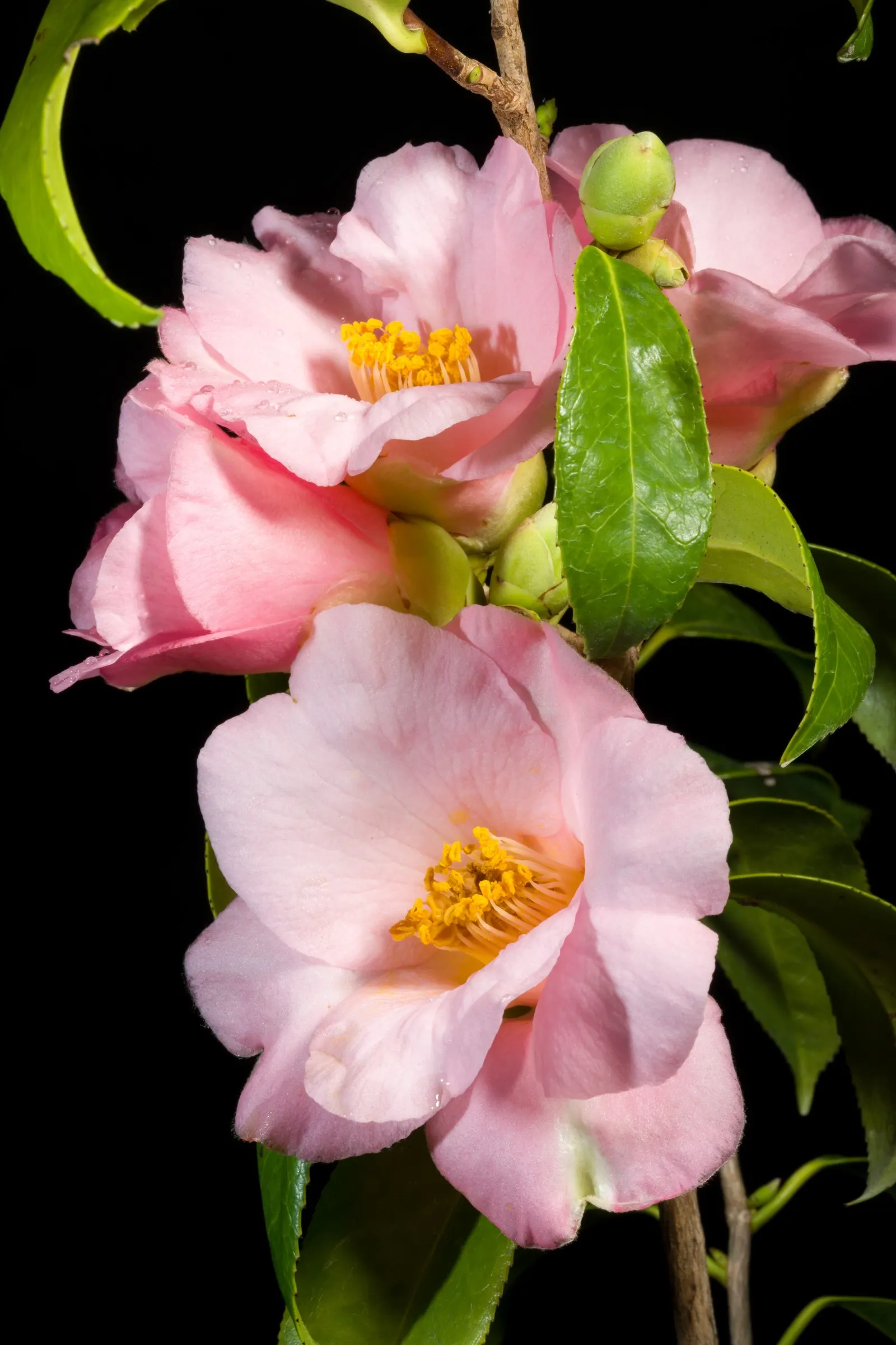 Japanese Camellia (Camellia Japonica) — The blooms are large and conspicuous; regular watering during dry periods, image 58