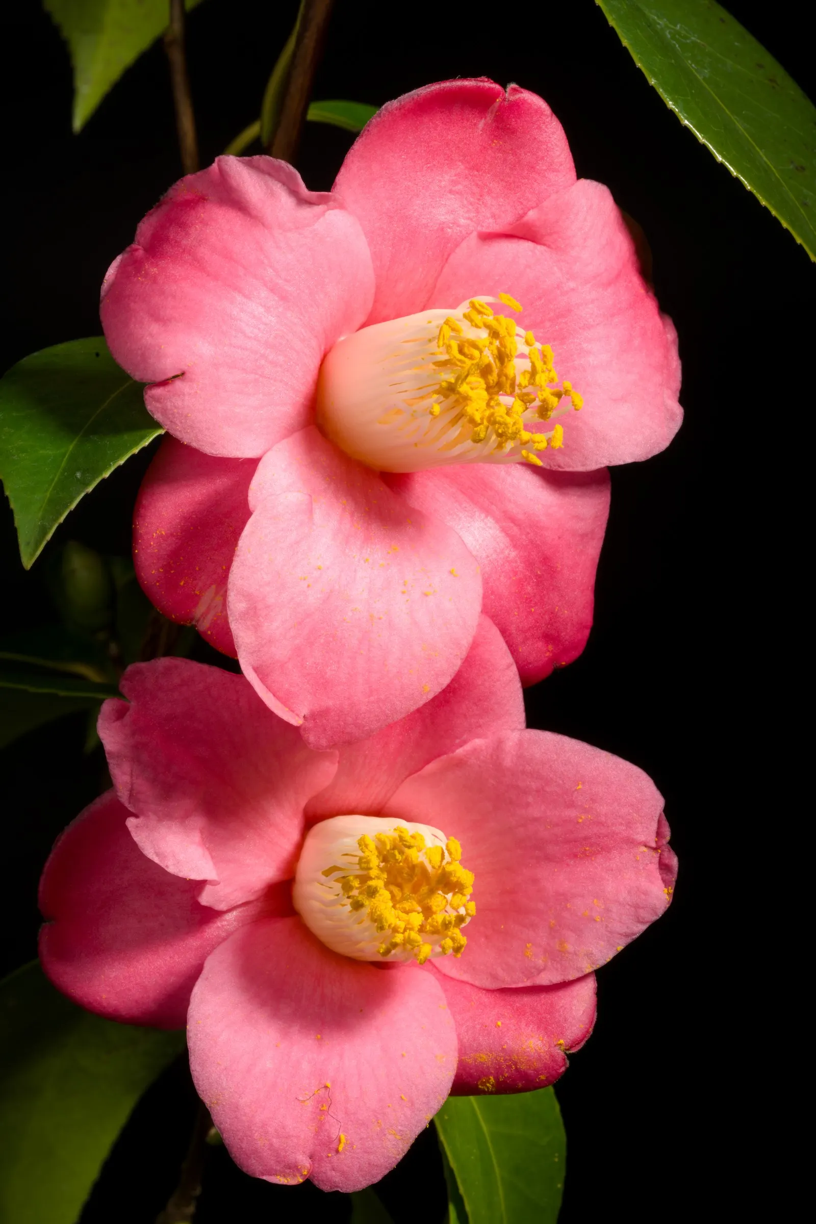 Japanese Camellia (Camellia Japonica) — it features large flowers in hues of pink; <br><br>For the client to ensure the health and beauty of their, image 99