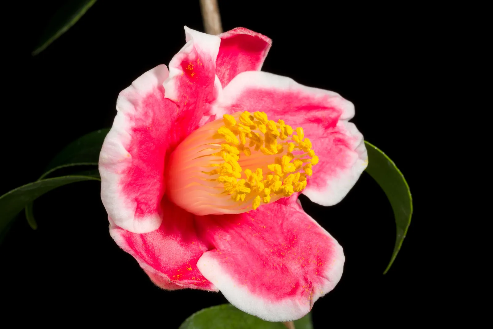 Japanese Camellia (Camellia Japonica) — typically about 2 to 4 inches long; where they can receive partial to full shade, image 78