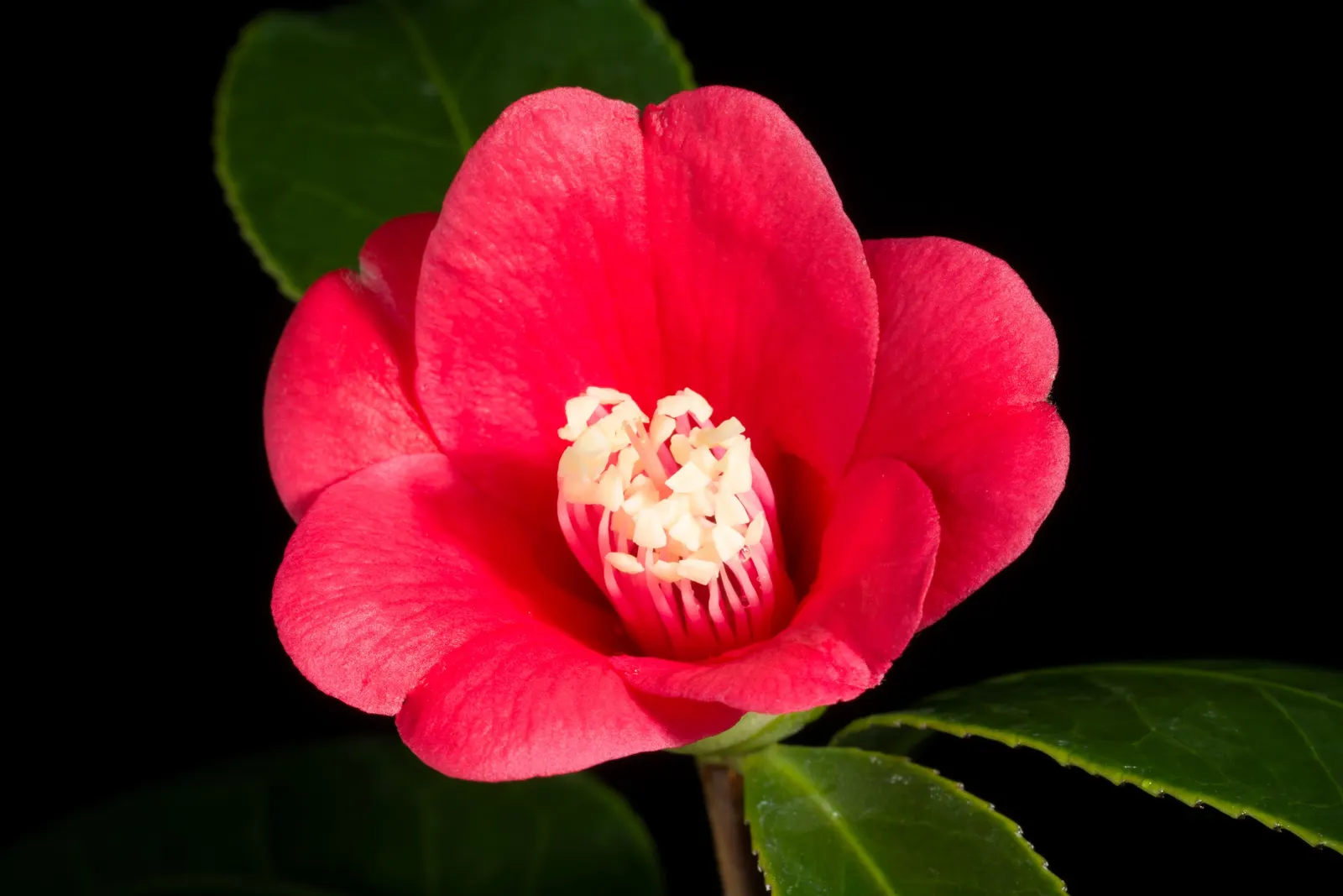 Japanese Camellia (Camellia Japonica) — Preferring partial shade, it thrives in well-drained, acidic soil, and matures to 6-12 feet tall and wide, image 76