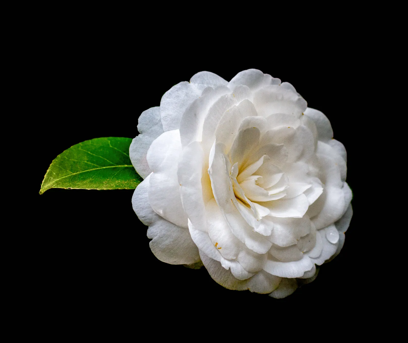 Japanese Camellia (Camellia Japonica) — regular watering during dry periods; the blooms are large and conspicuous
