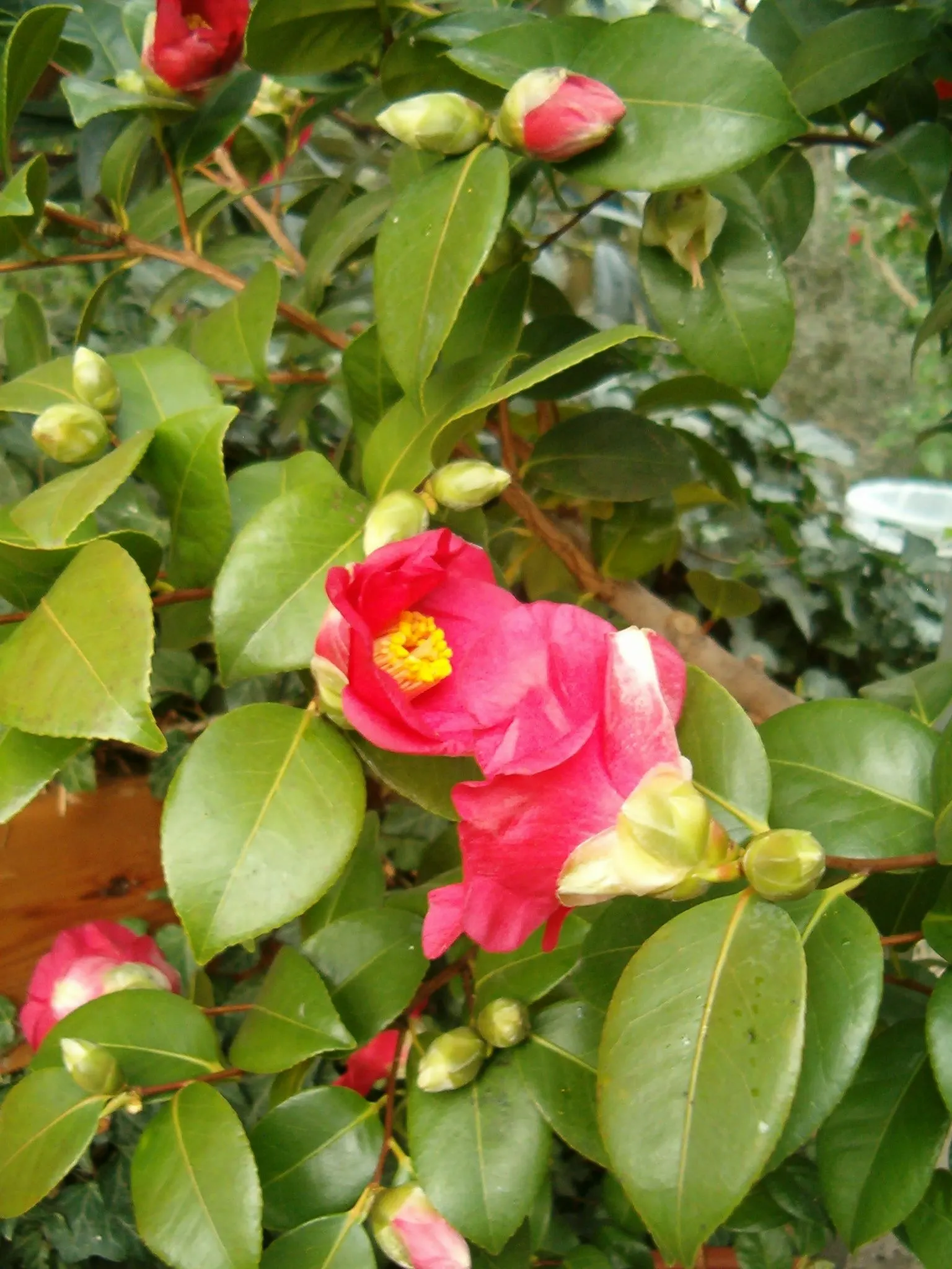 Japanese Camellia (Camellia Japonica) — Ideal for formal landscapes and woodland gardens, it offers year-round interest and is hardy to USDA Zone 7; which