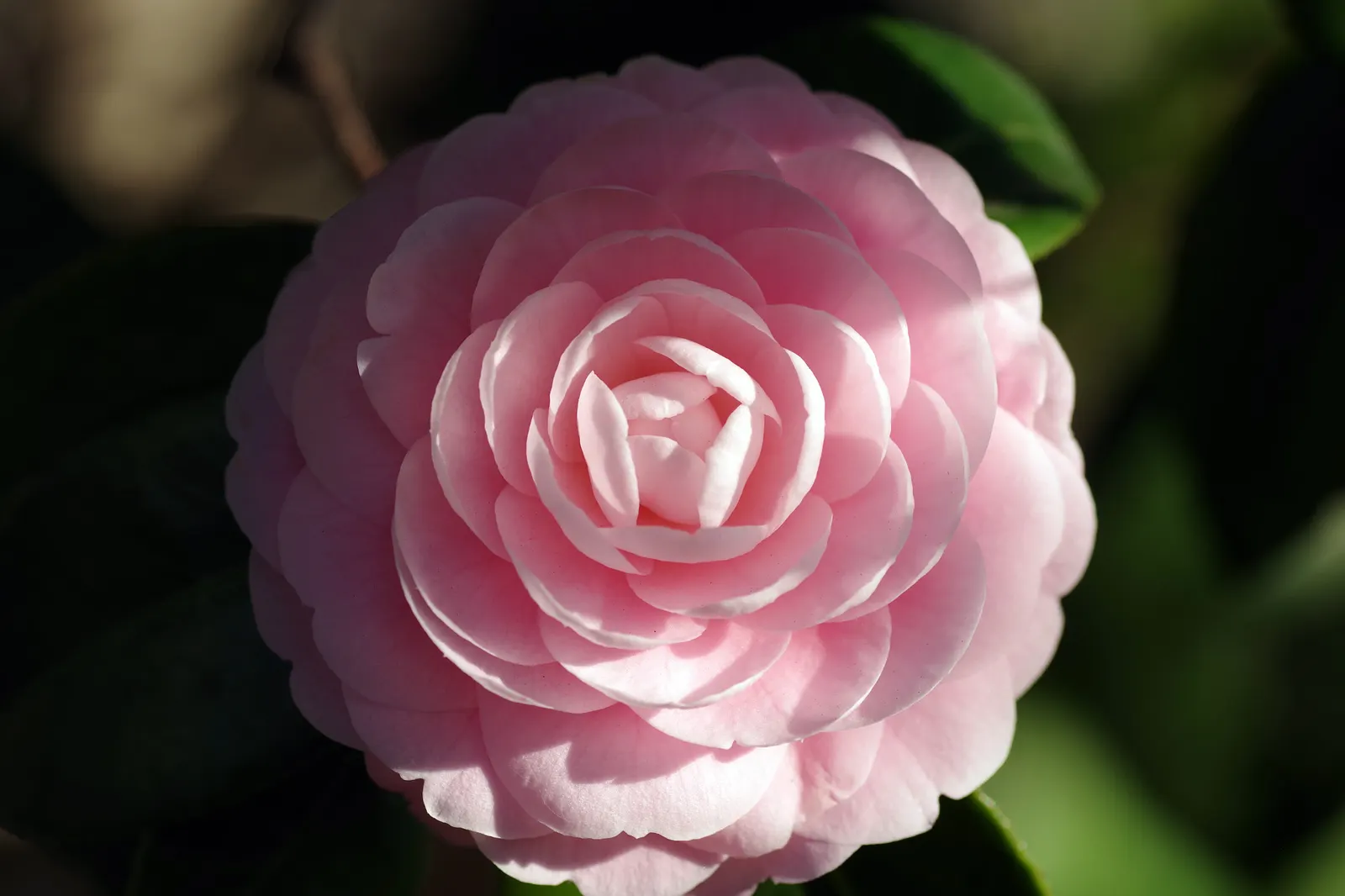 Japanese Camellia (Camellia Japonica) — The blooms are large and conspicuous; regular watering during dry periods, image 82