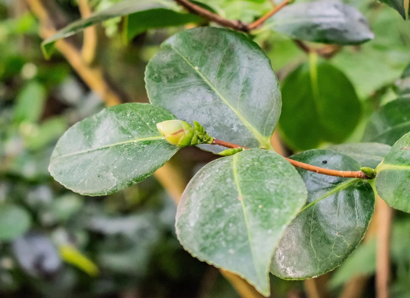 Japanese Camellia (Camellia Japonica) — shrub for half or shade