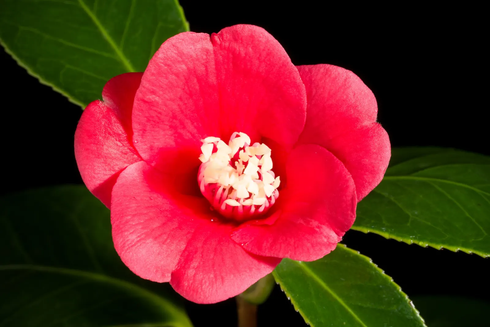 Japanese Camellia (Camellia Japonica) — with some varieties boasting variegated or streaked petals; providing a visual feast from late winter, image 57