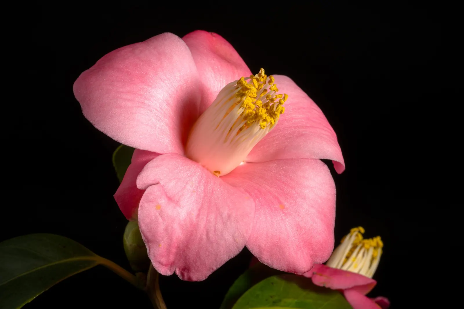 Japanese Camellia (Camellia Japonica) — the Japanese Camellia requires a sheltered position away from harsh winds; shrub with multi-colored and, image 62